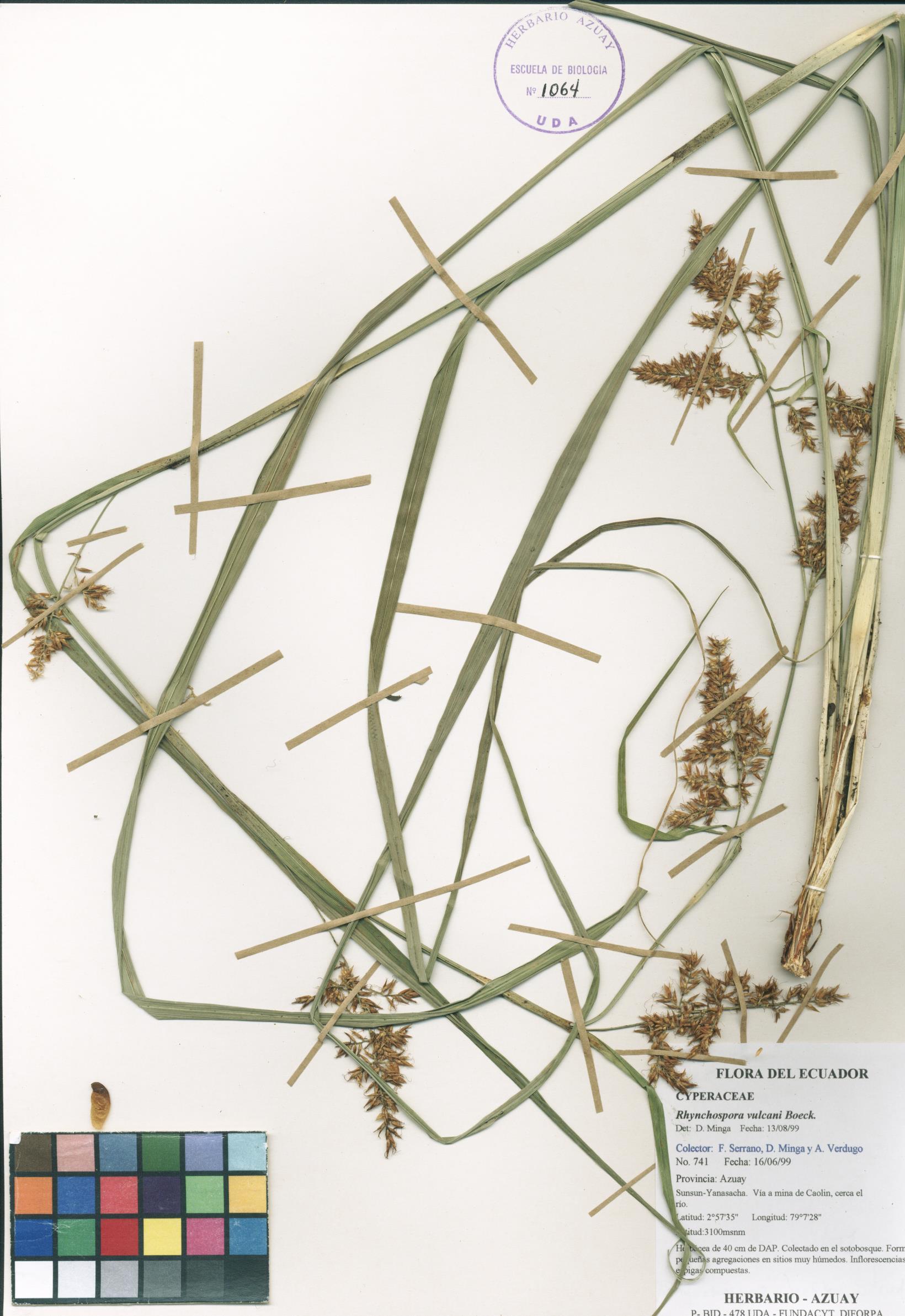 Rhynchospora vulcani Boeckeler