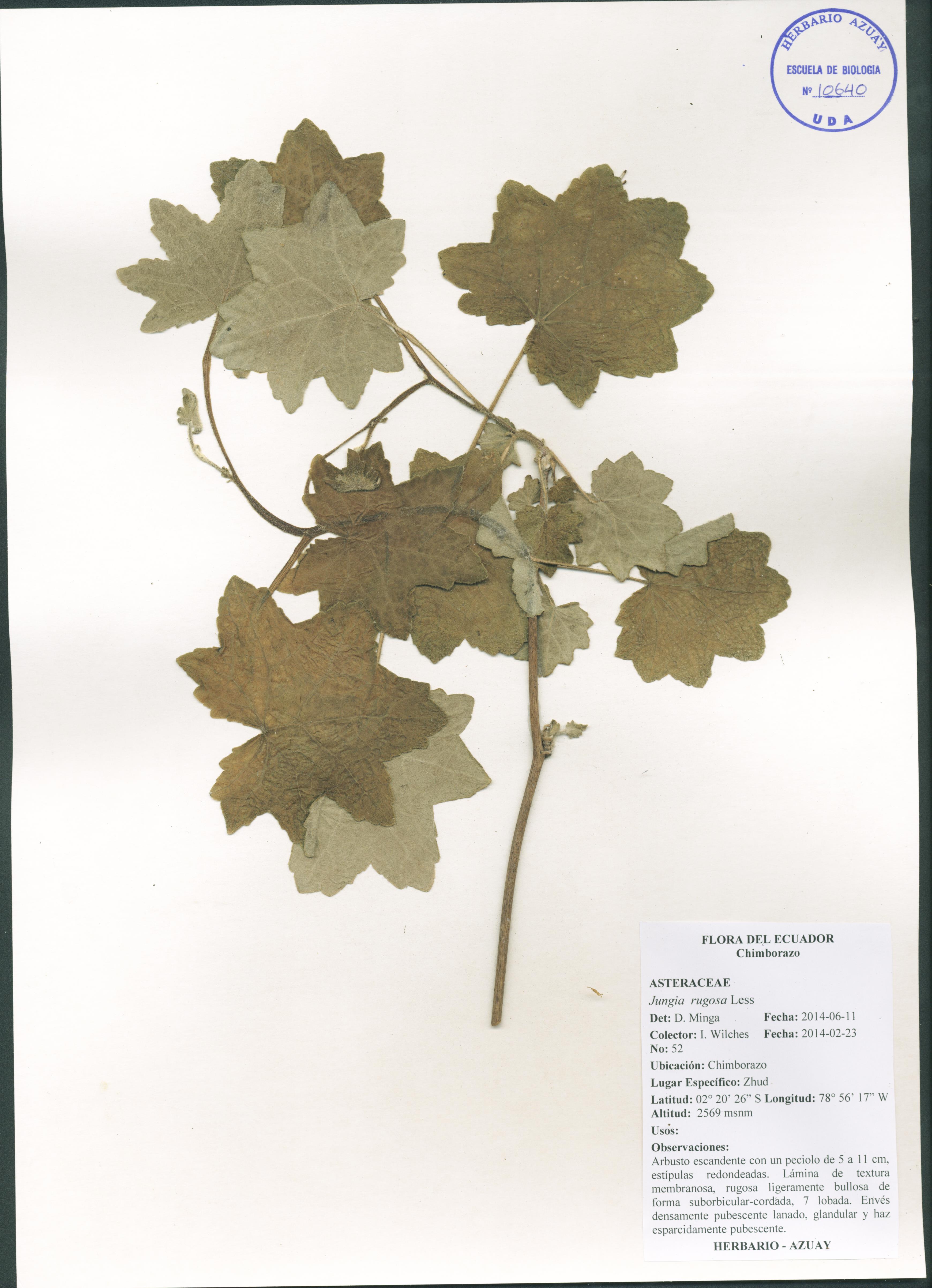 Jungia rugosa Less