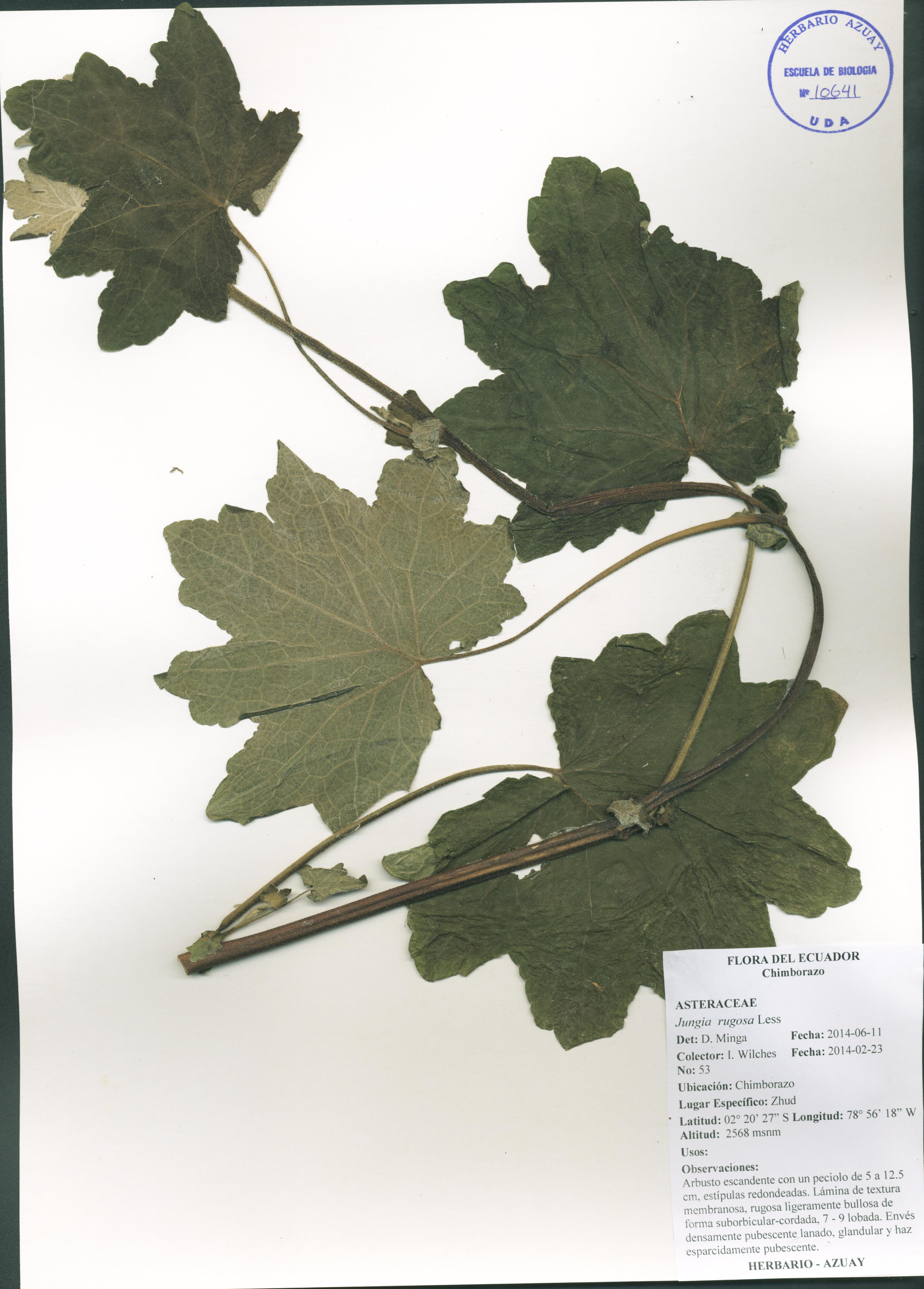Jungia rugosa Less