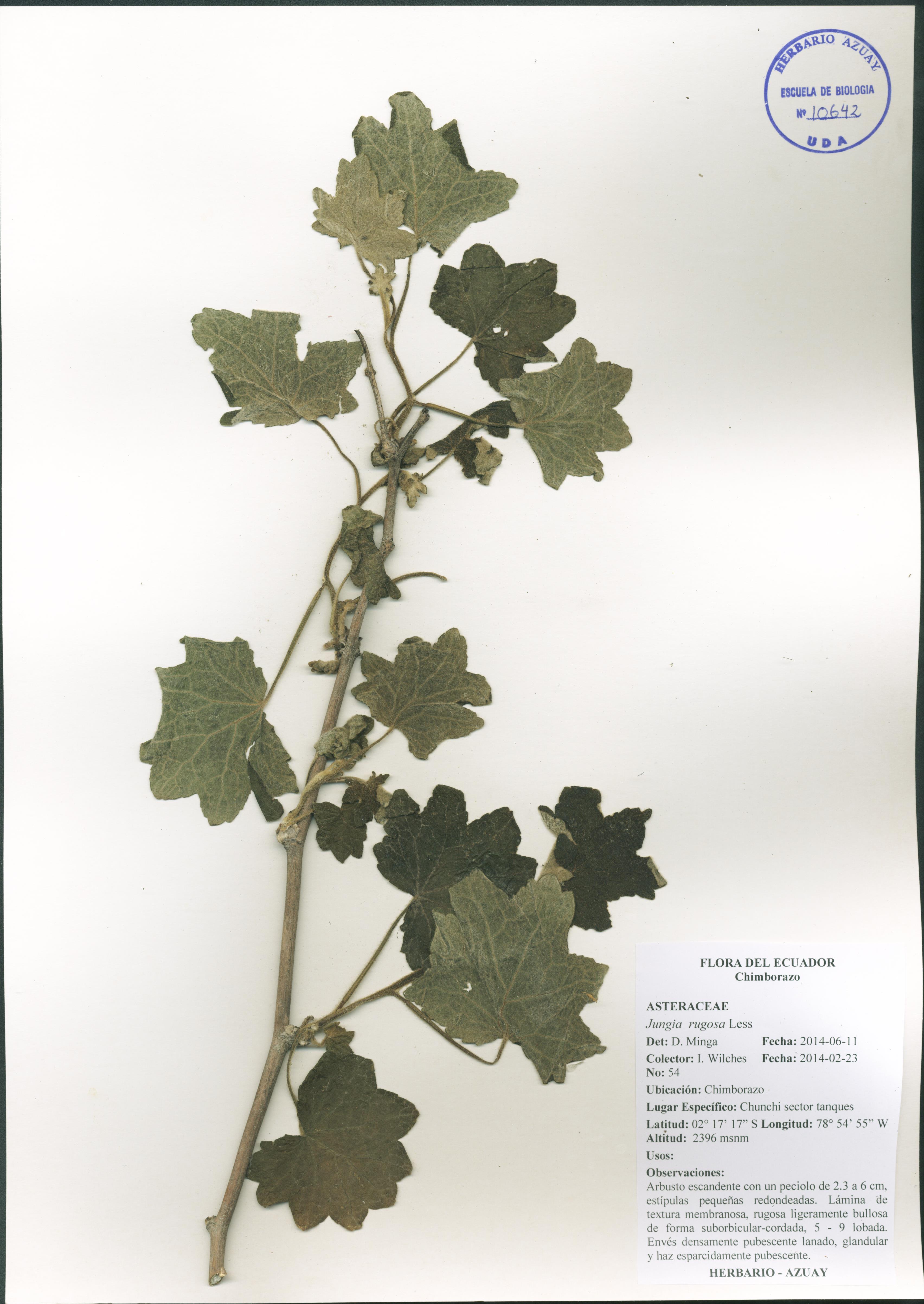 Jungia rugosa Less
