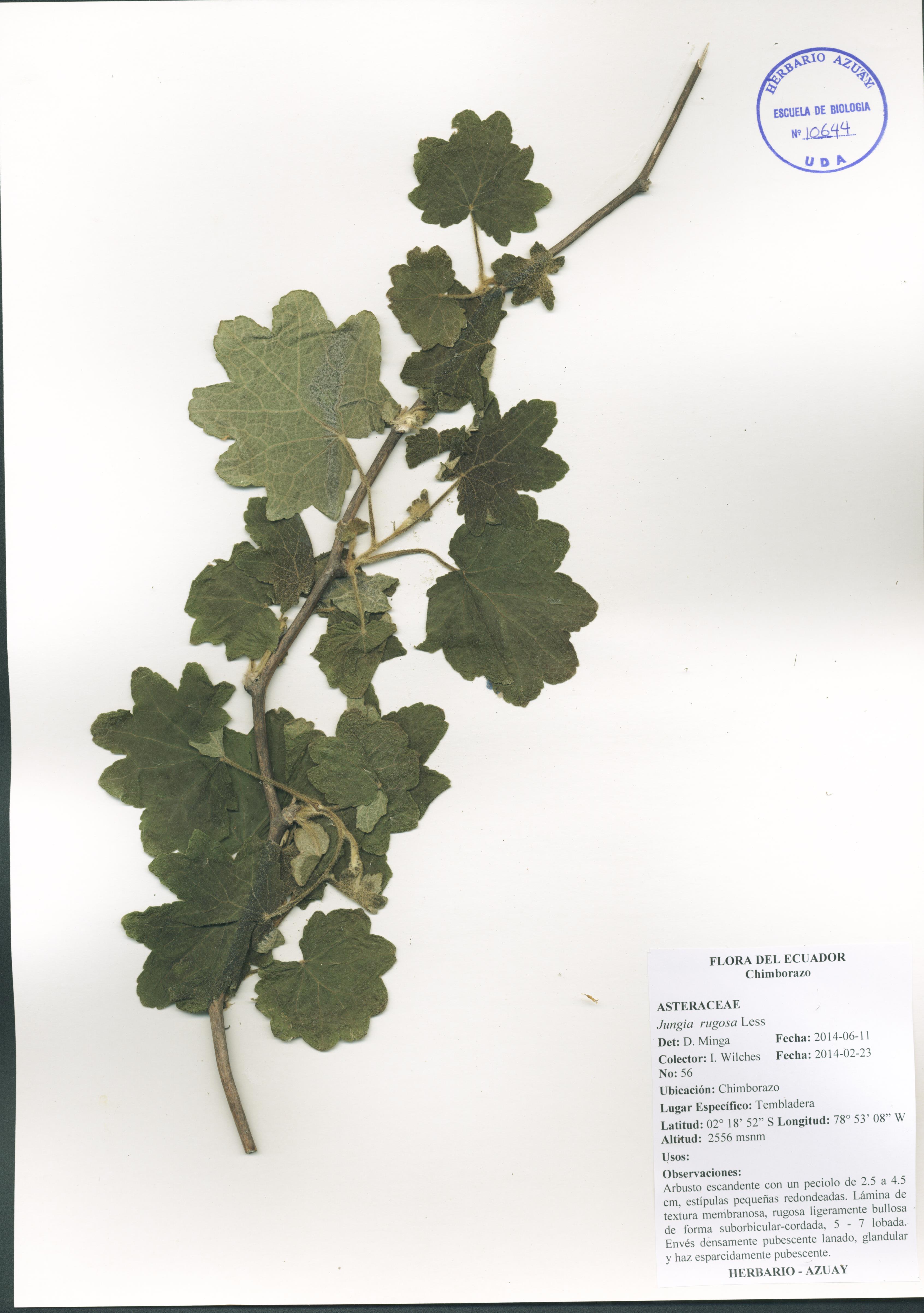 Jungia rugosa Less