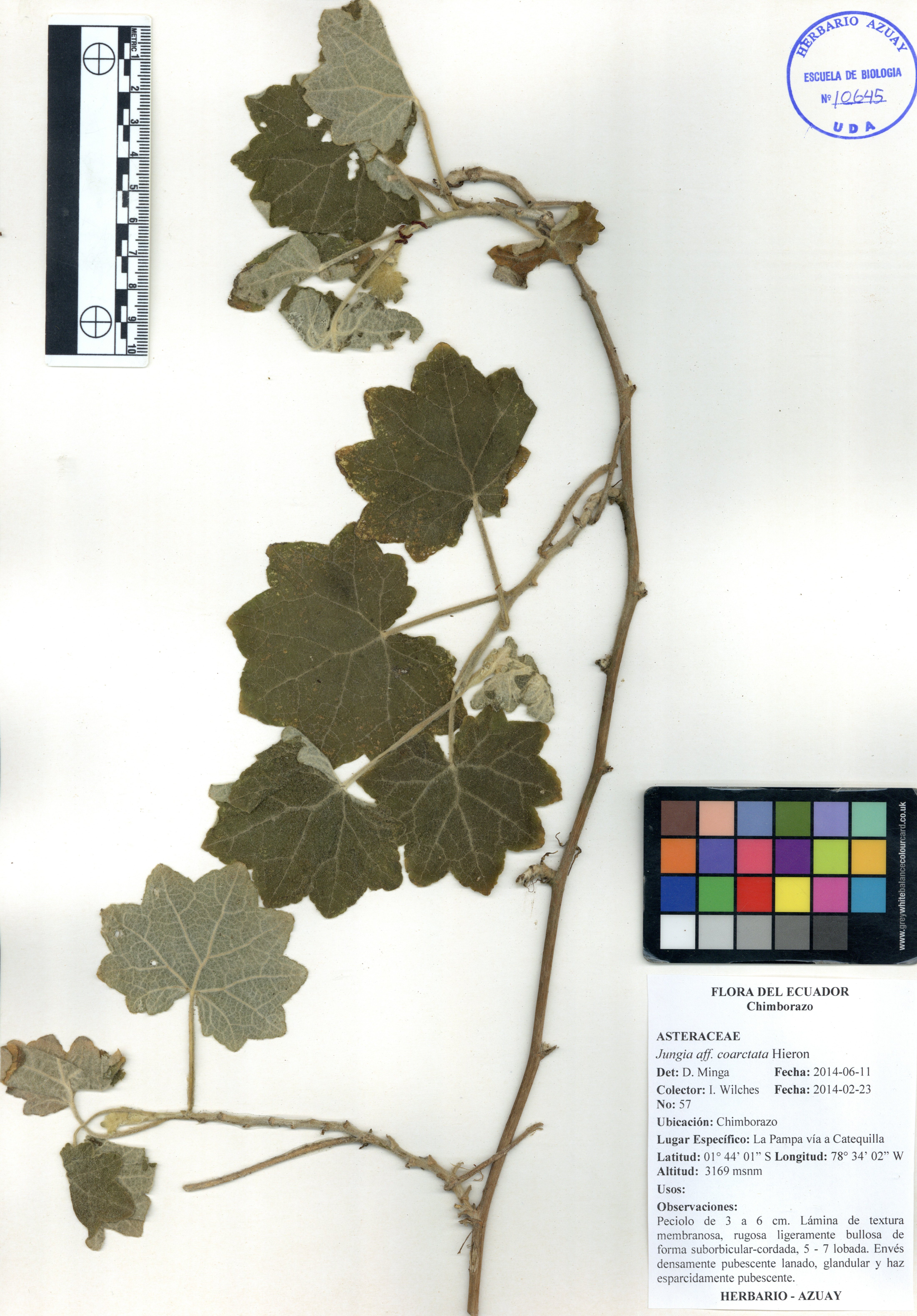 Jungia coarctata Hieron