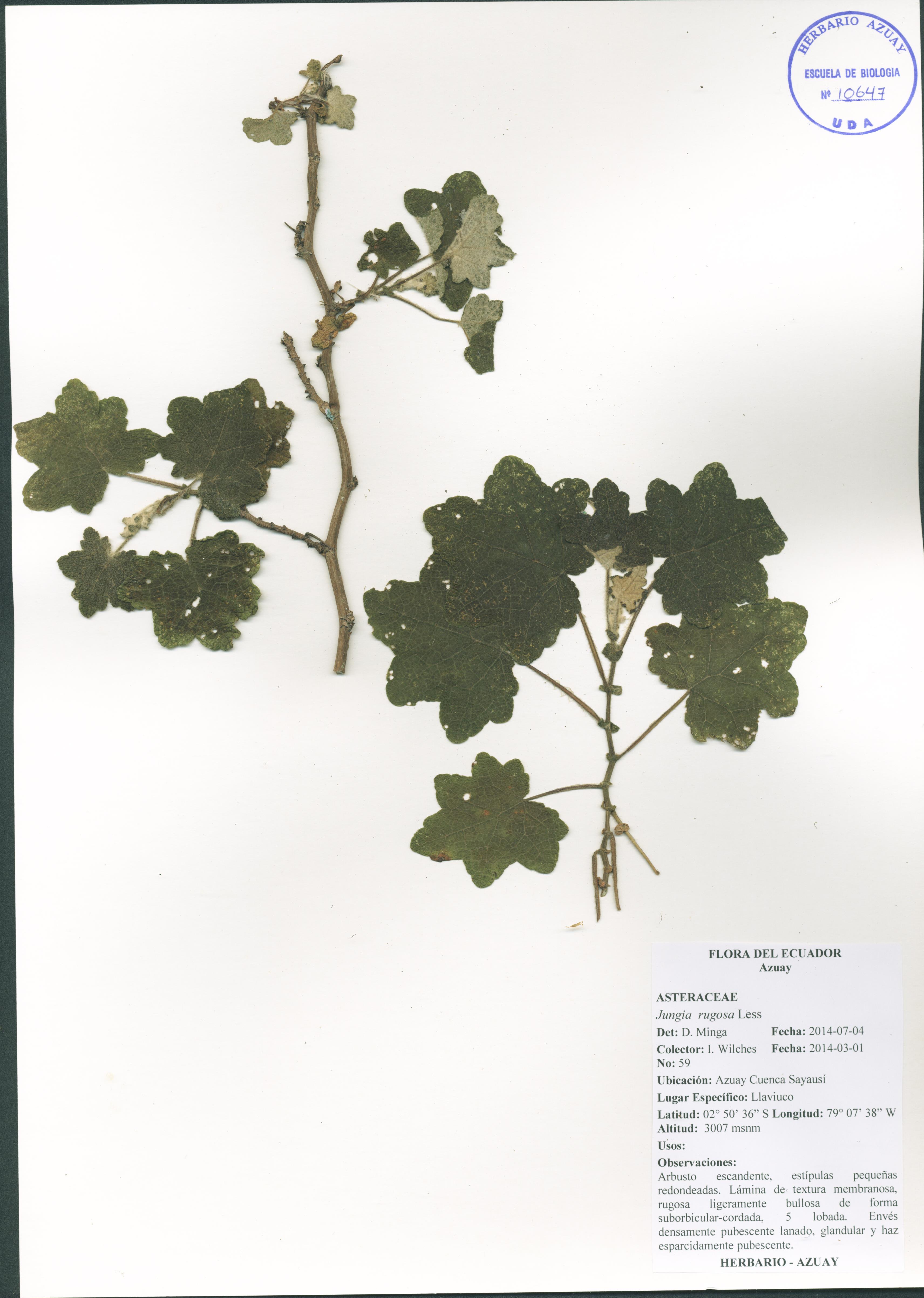 Jungia rugosa Less
