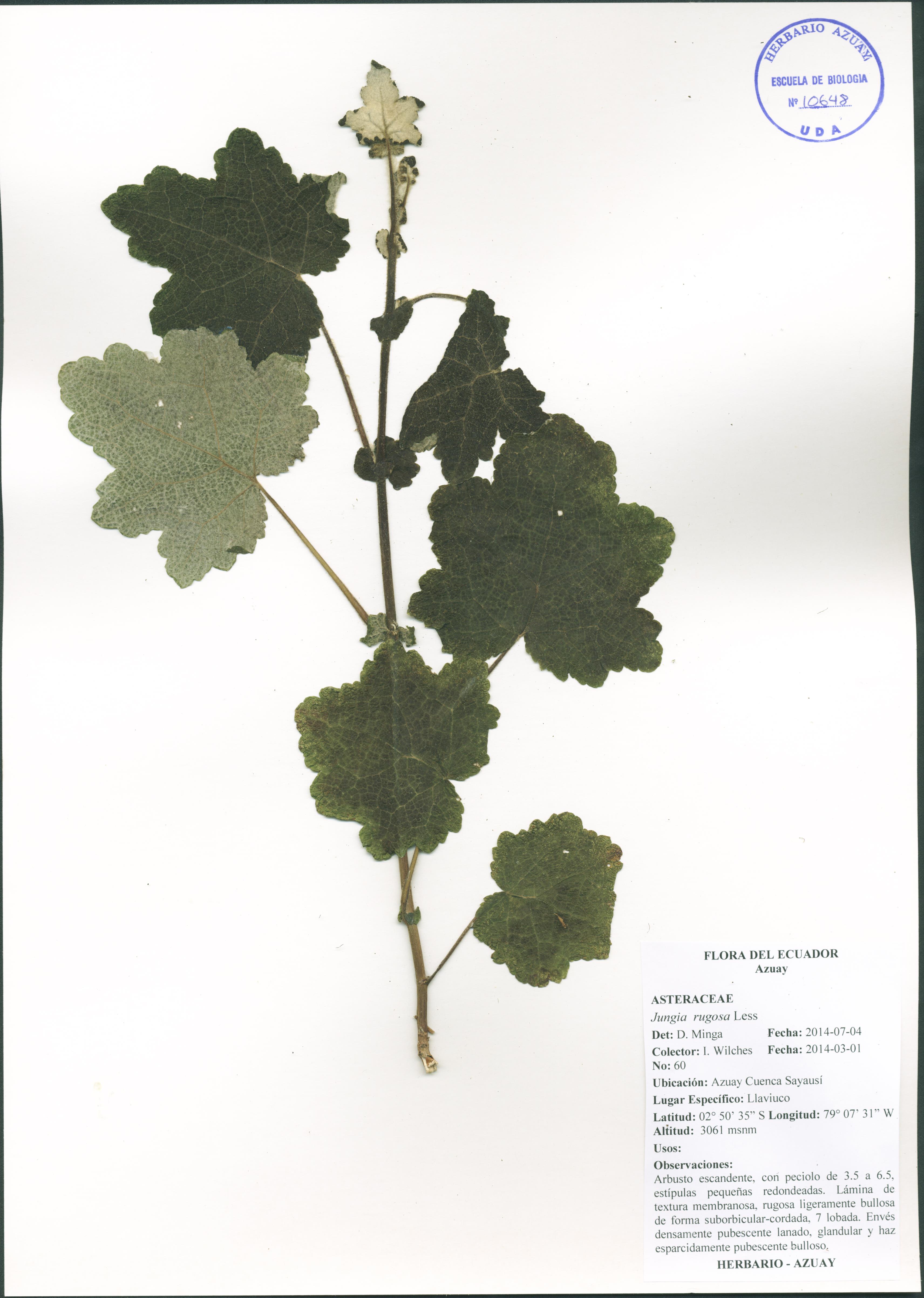 Jungia rugosa Less