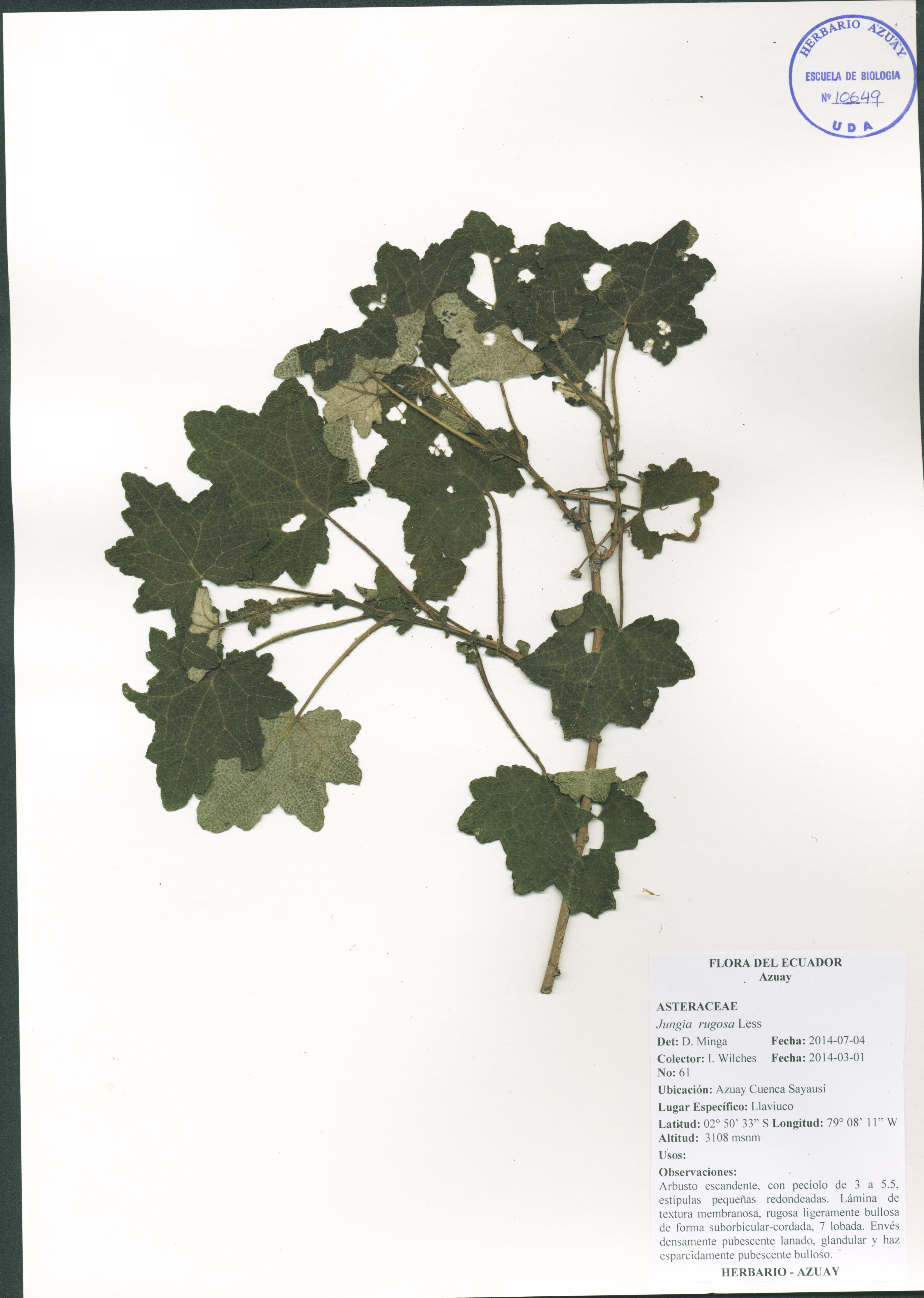 Jungia rugosa Less