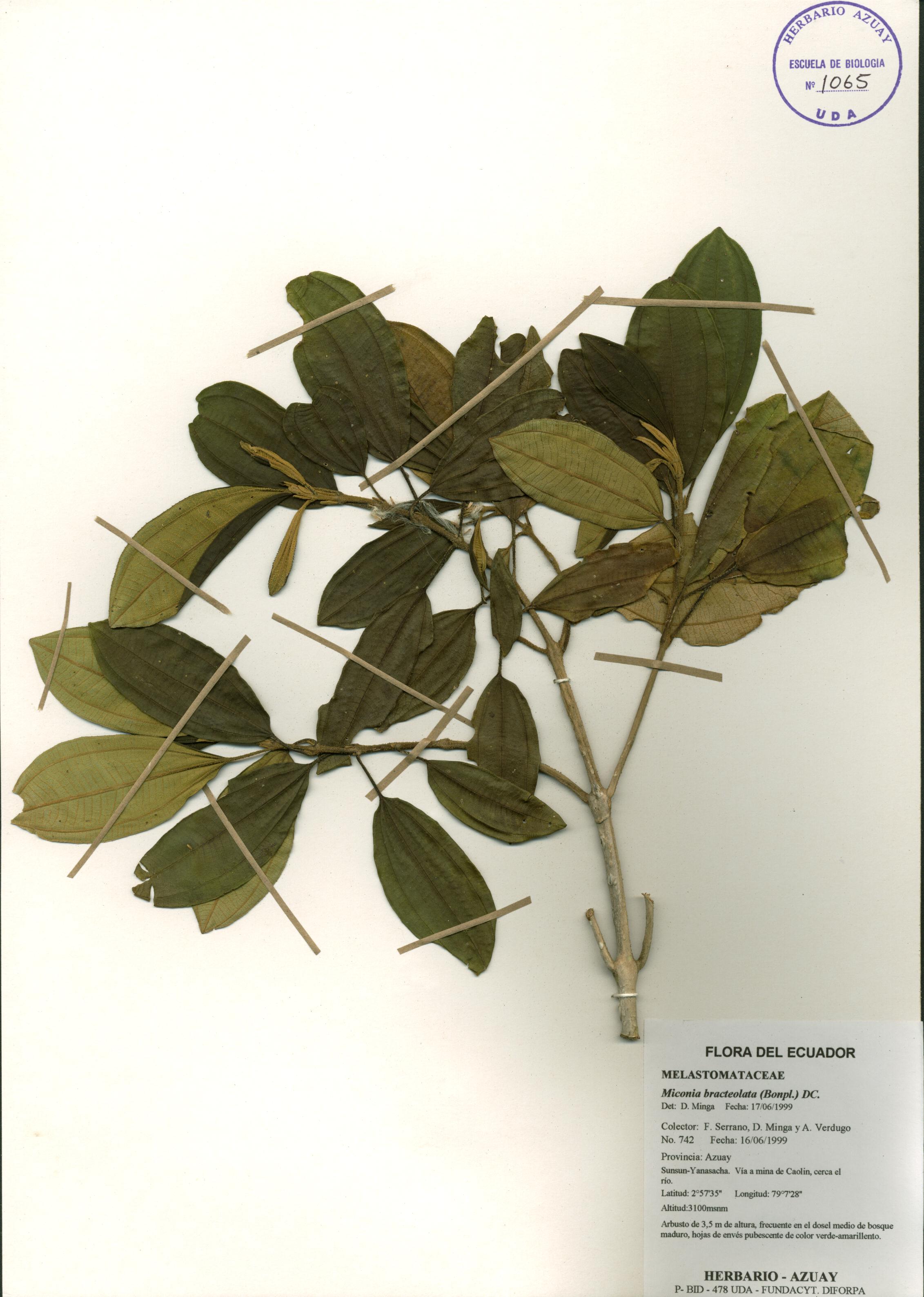 Miconia bracteolata (Bonpl.) DC.