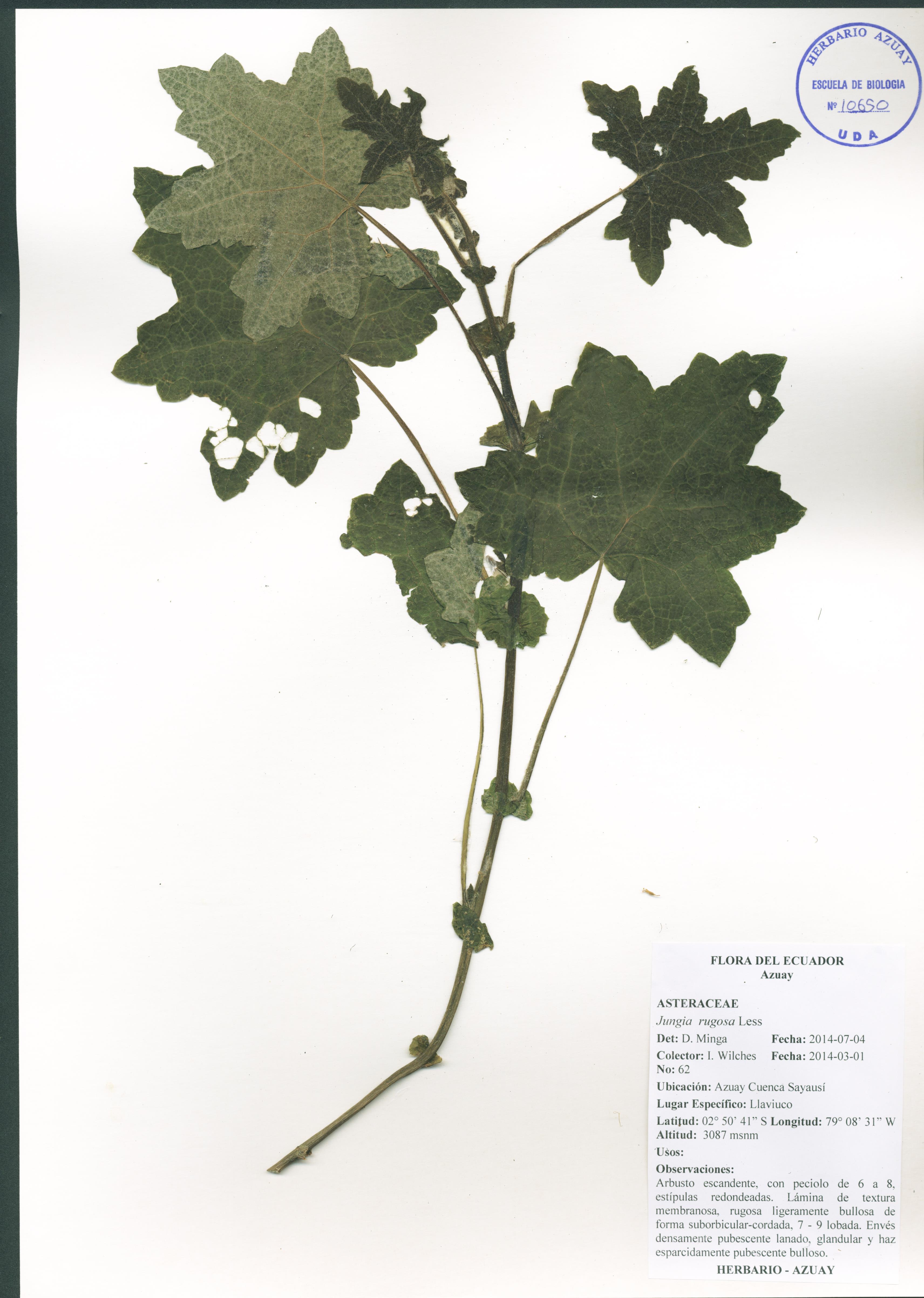 Jungia rugosa Less