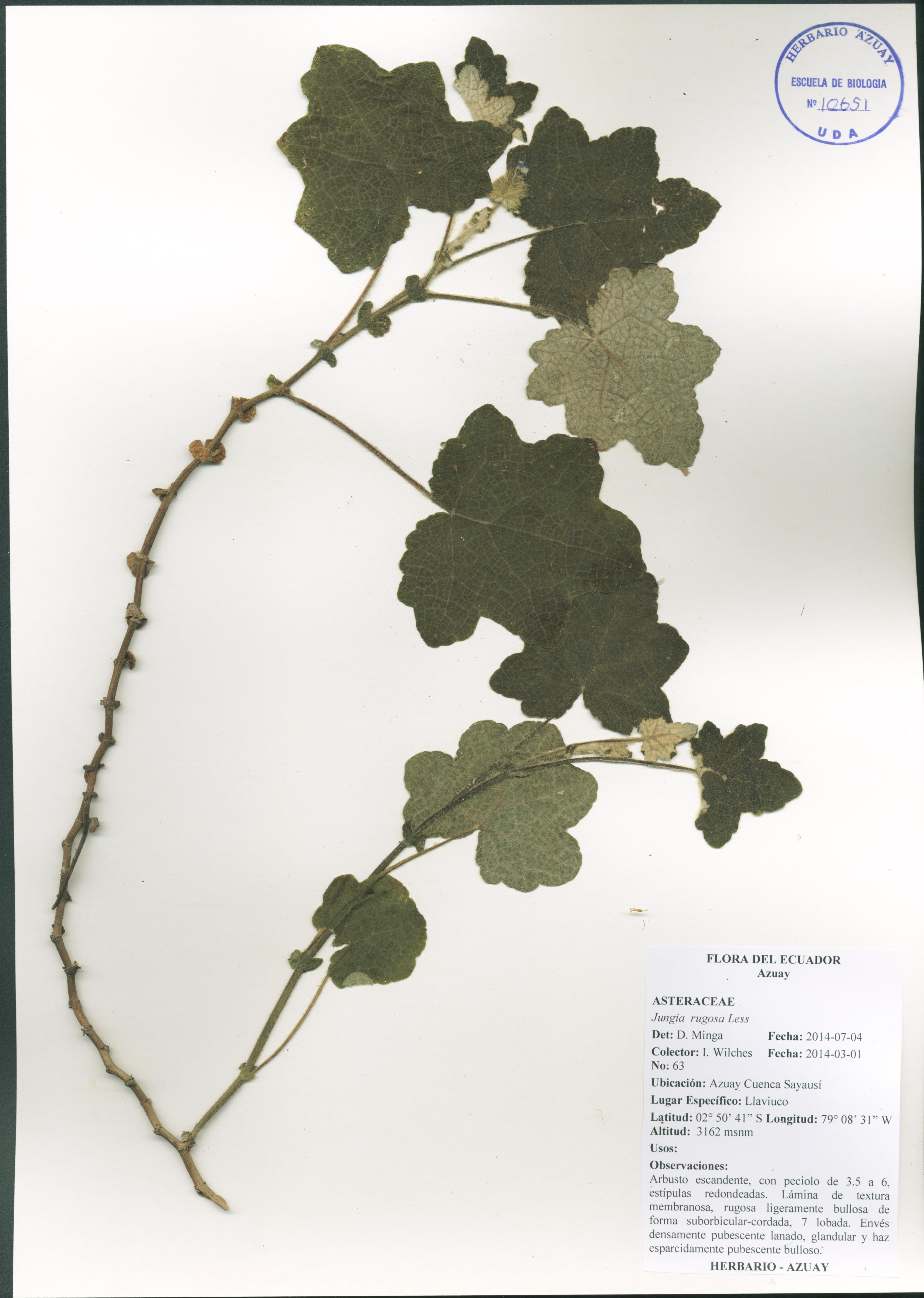 Jungia rugosa Less