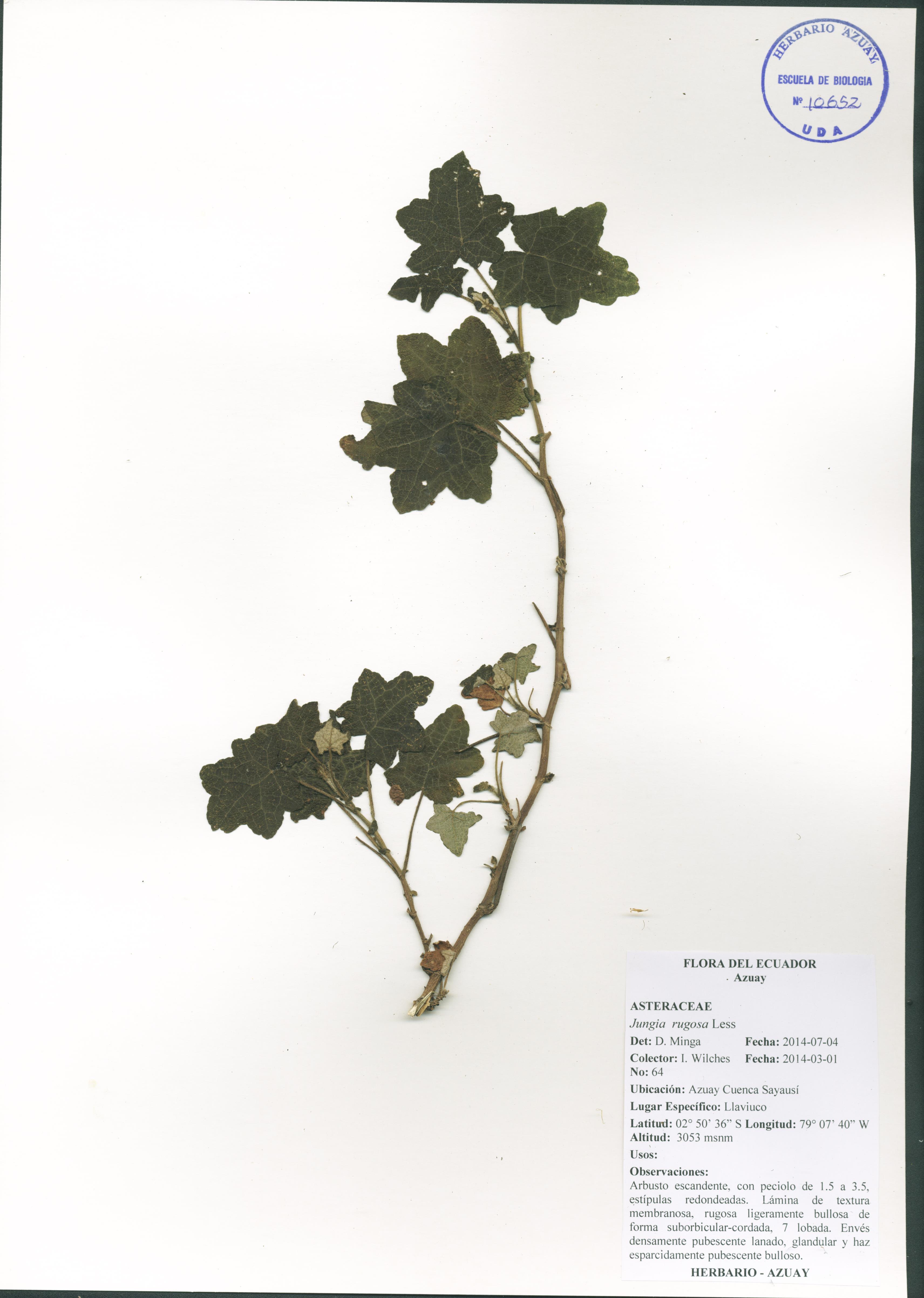 Jungia rugosa Less