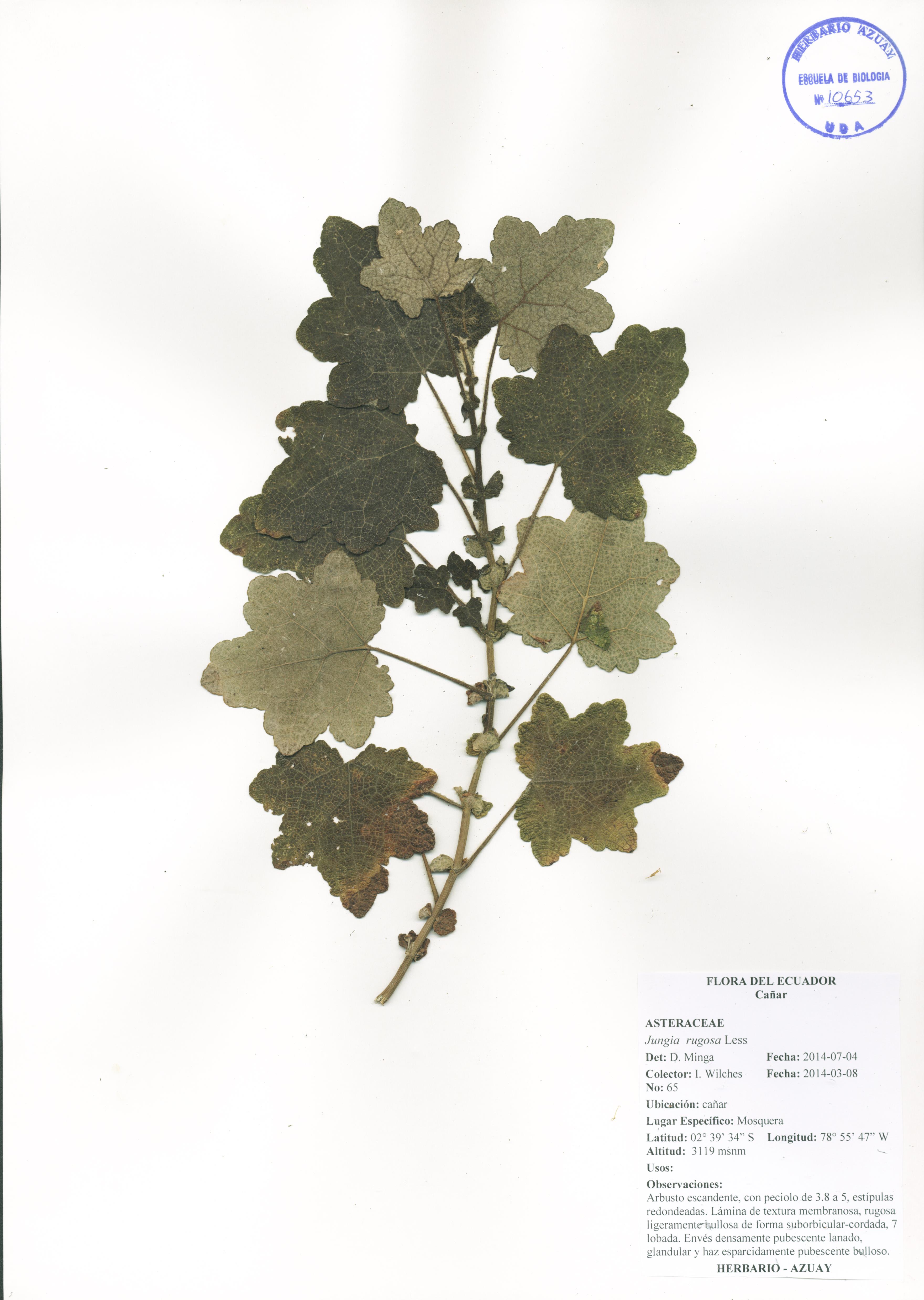Jungia rugosa Less