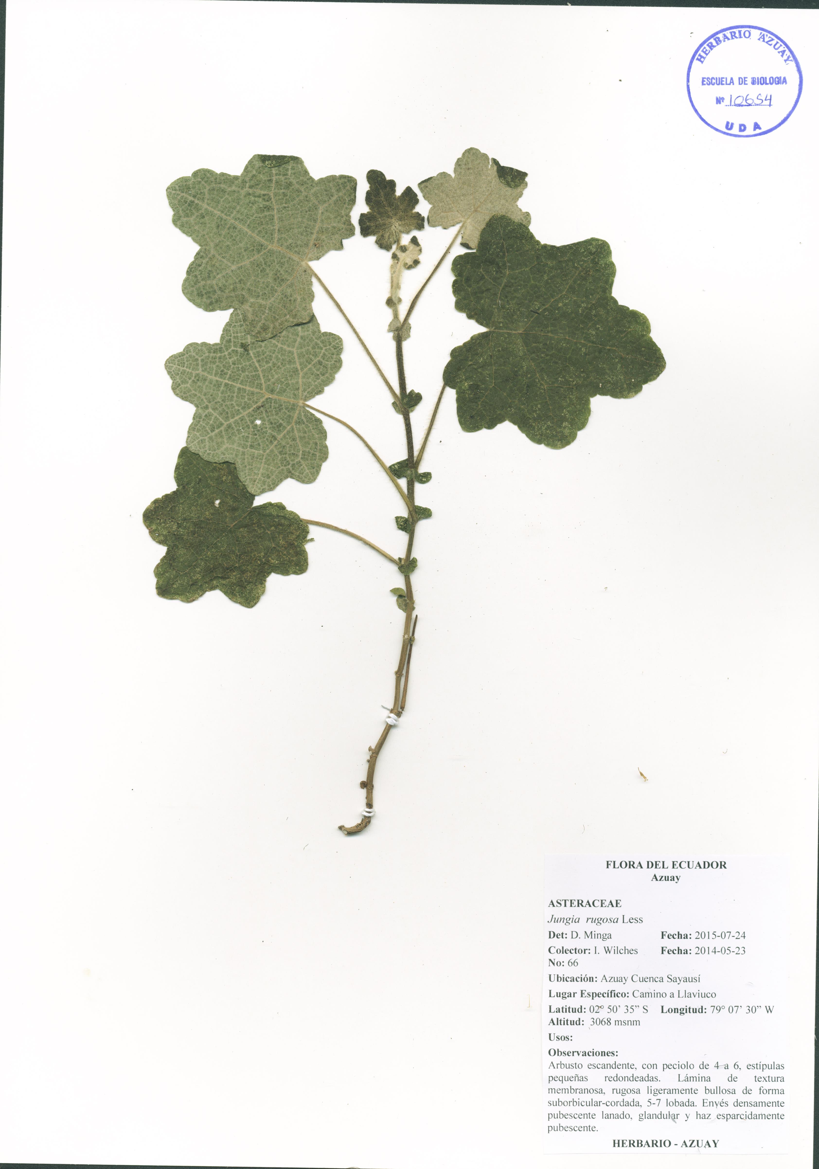 Jungia rugosa Less