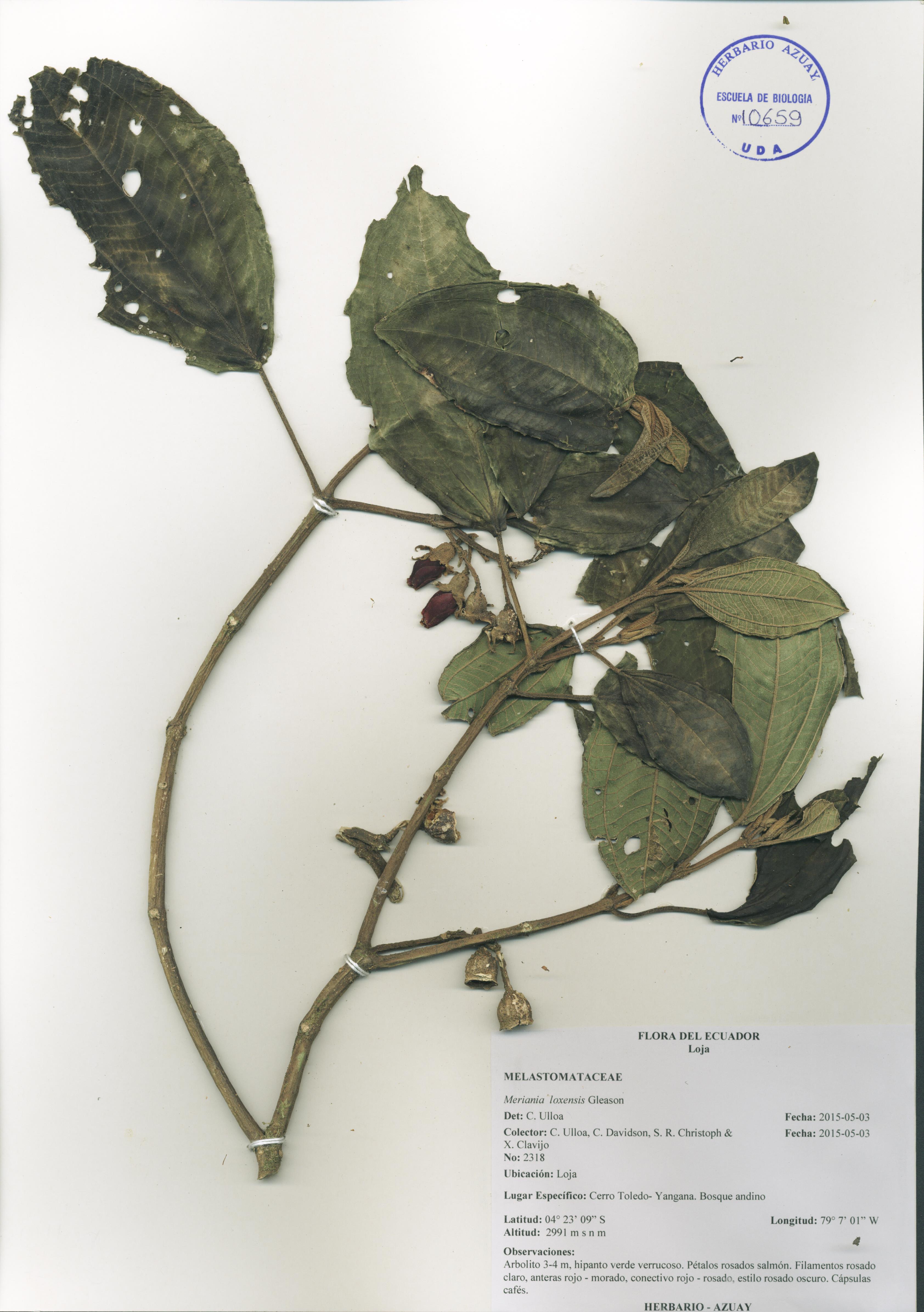 Meriania loxensis Gleason