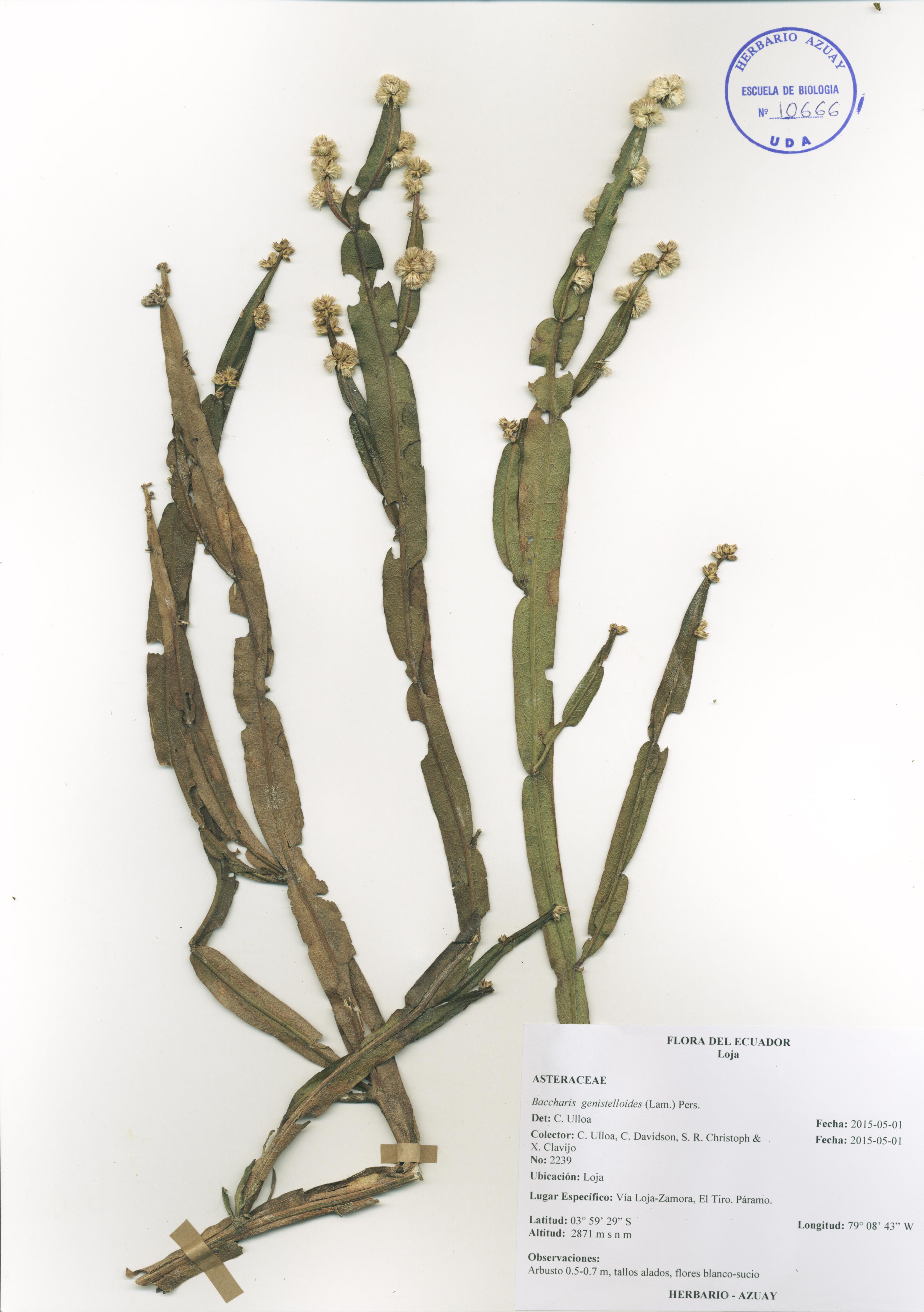 Baccharis genistelloides (Lam.) Pers.
