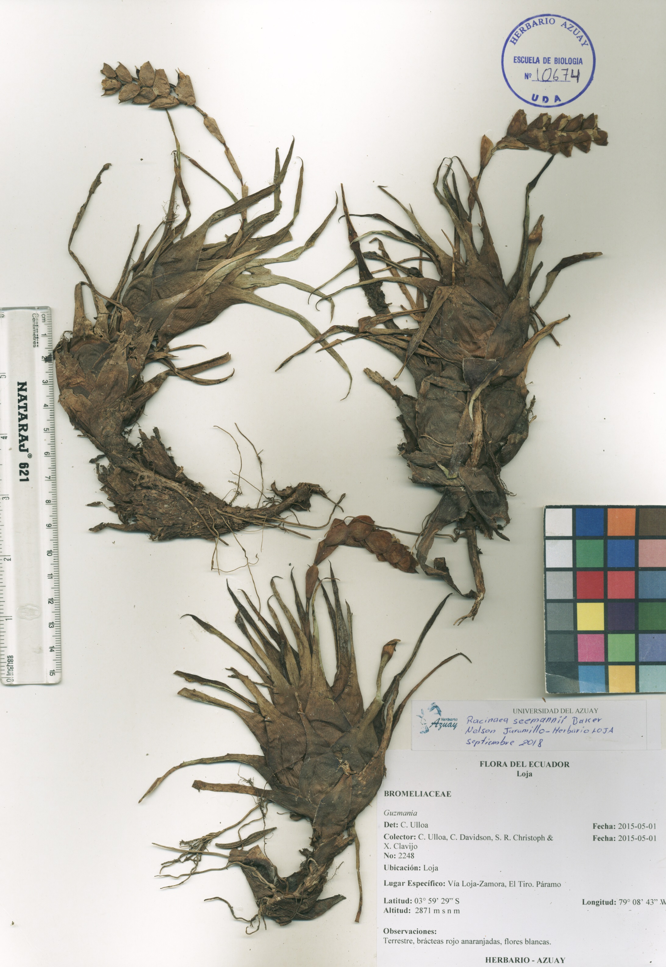 Racinaea seemannii (Baker) M.A. Spencer & L.B. Sm.