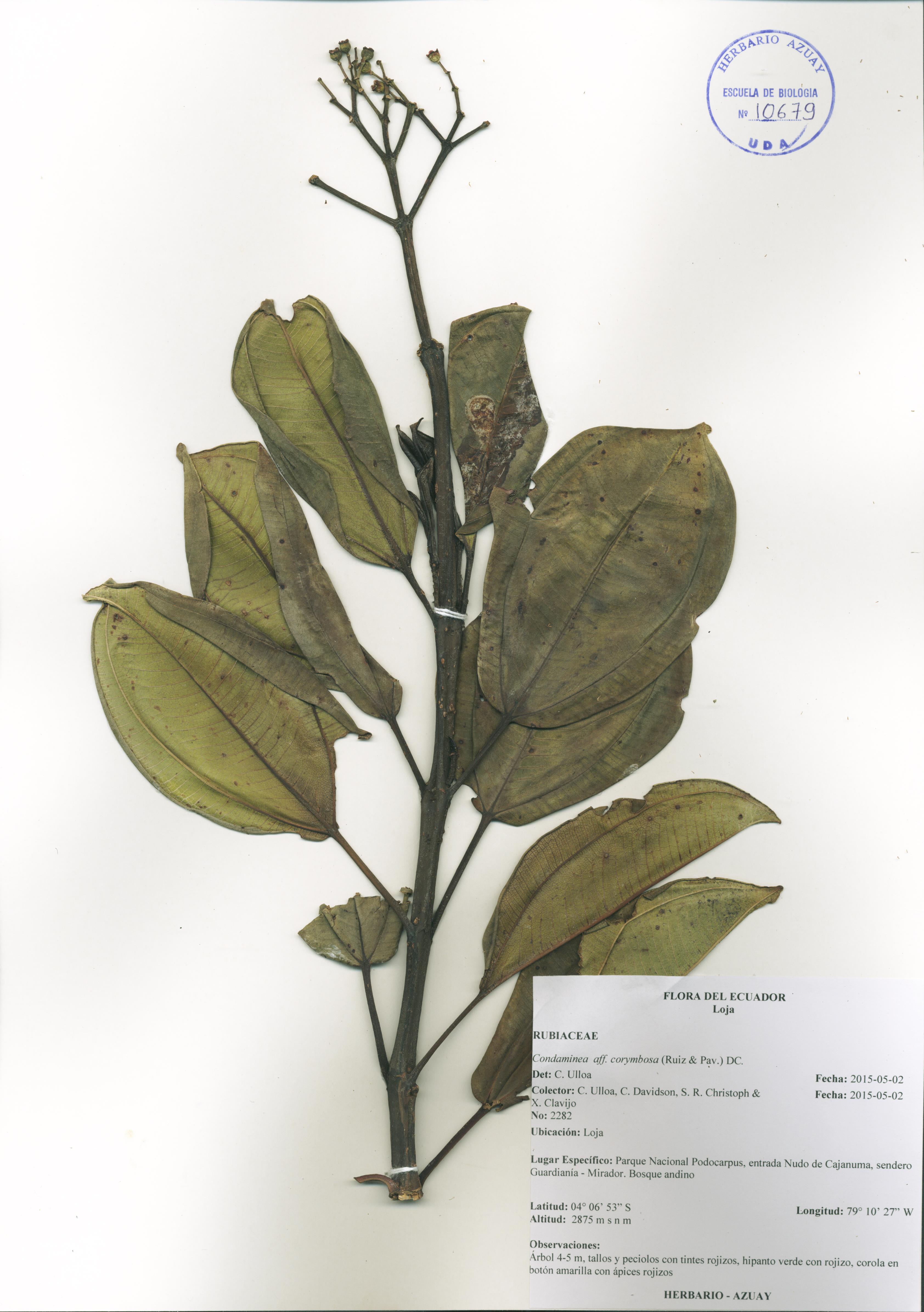 Condaminea corymbosa (Ruiz & Pav.) DC.