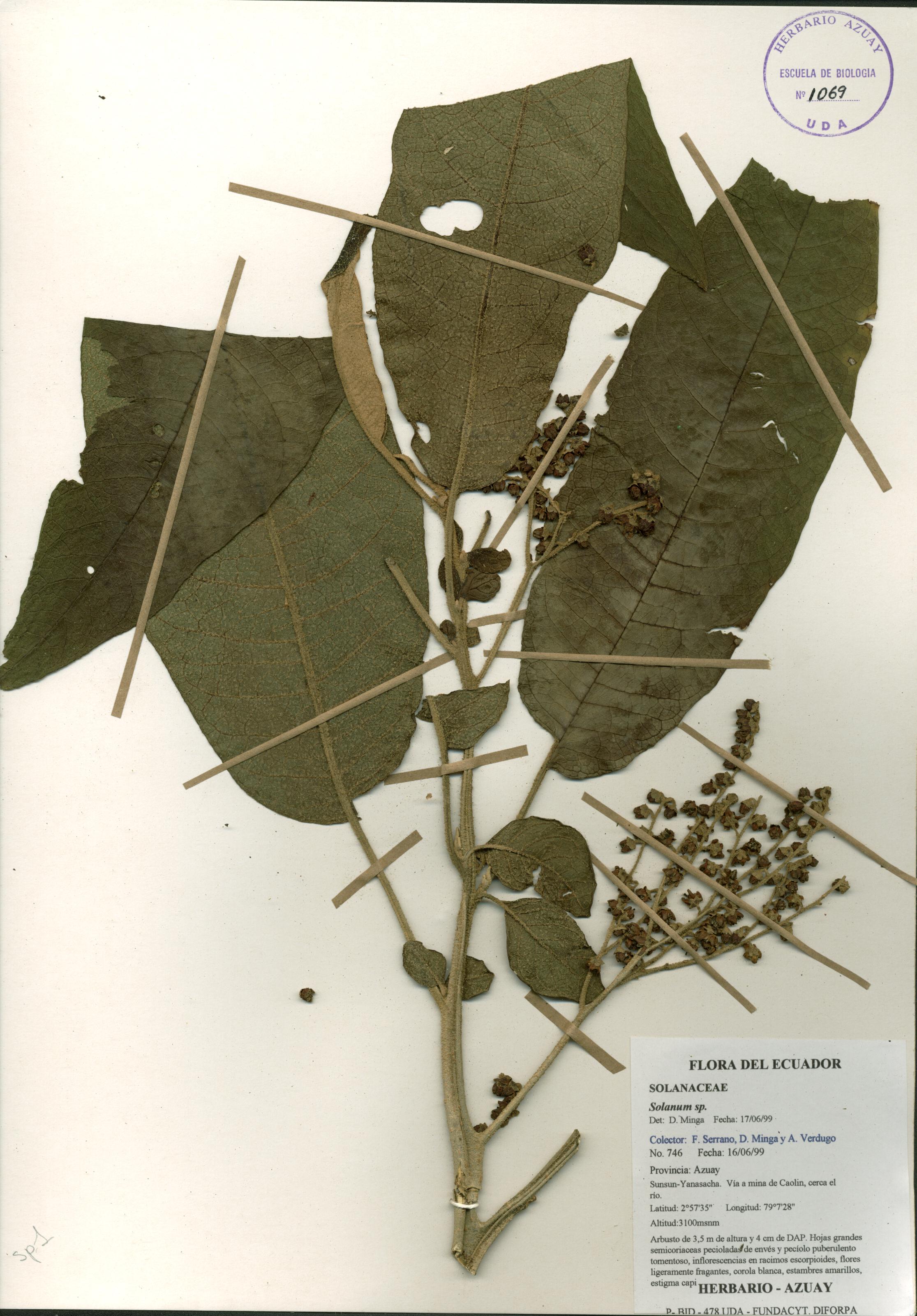 Solanum sp. SIN DETERMINAR