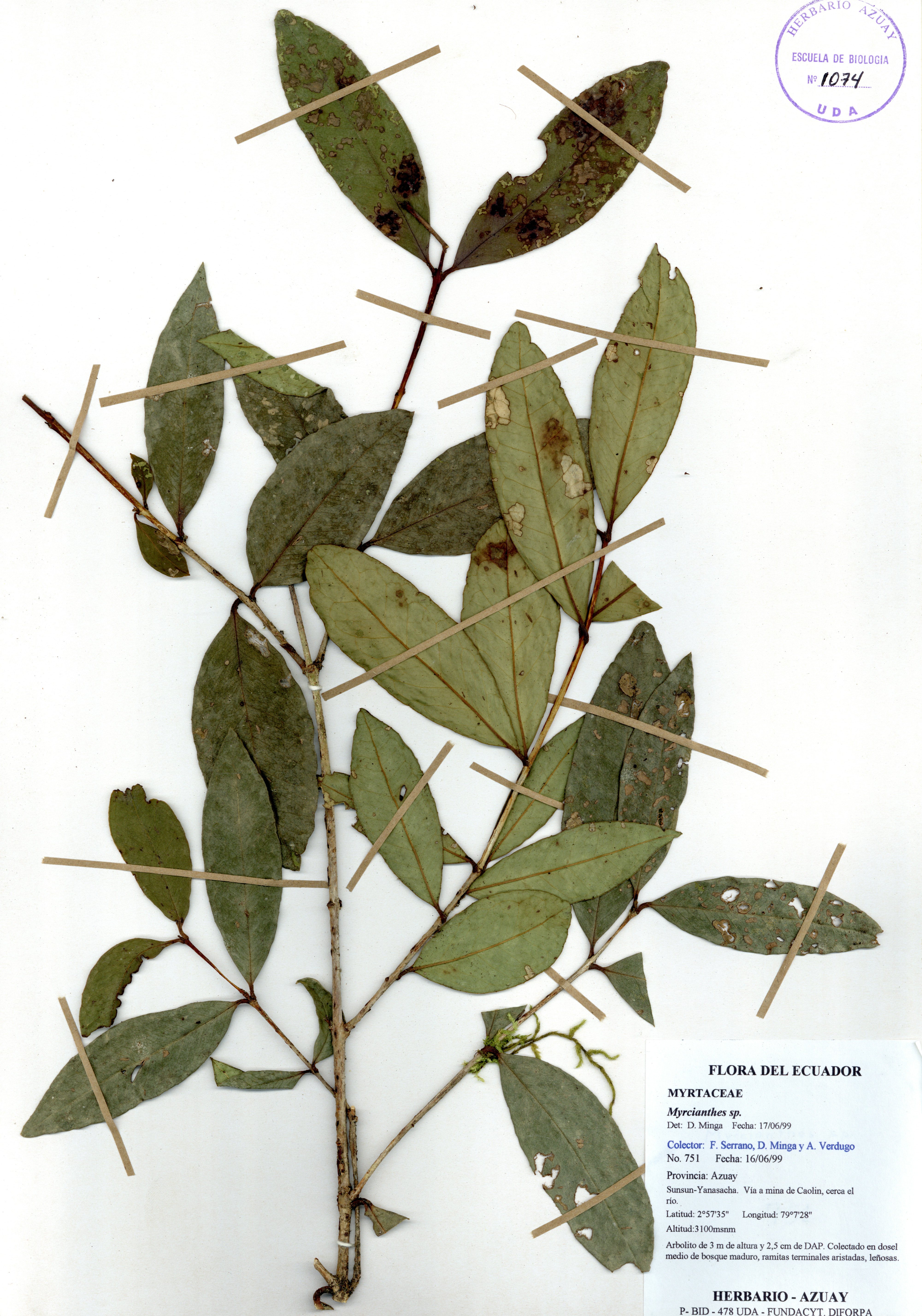 Myrcianthes sp. SIN DETERMINAR