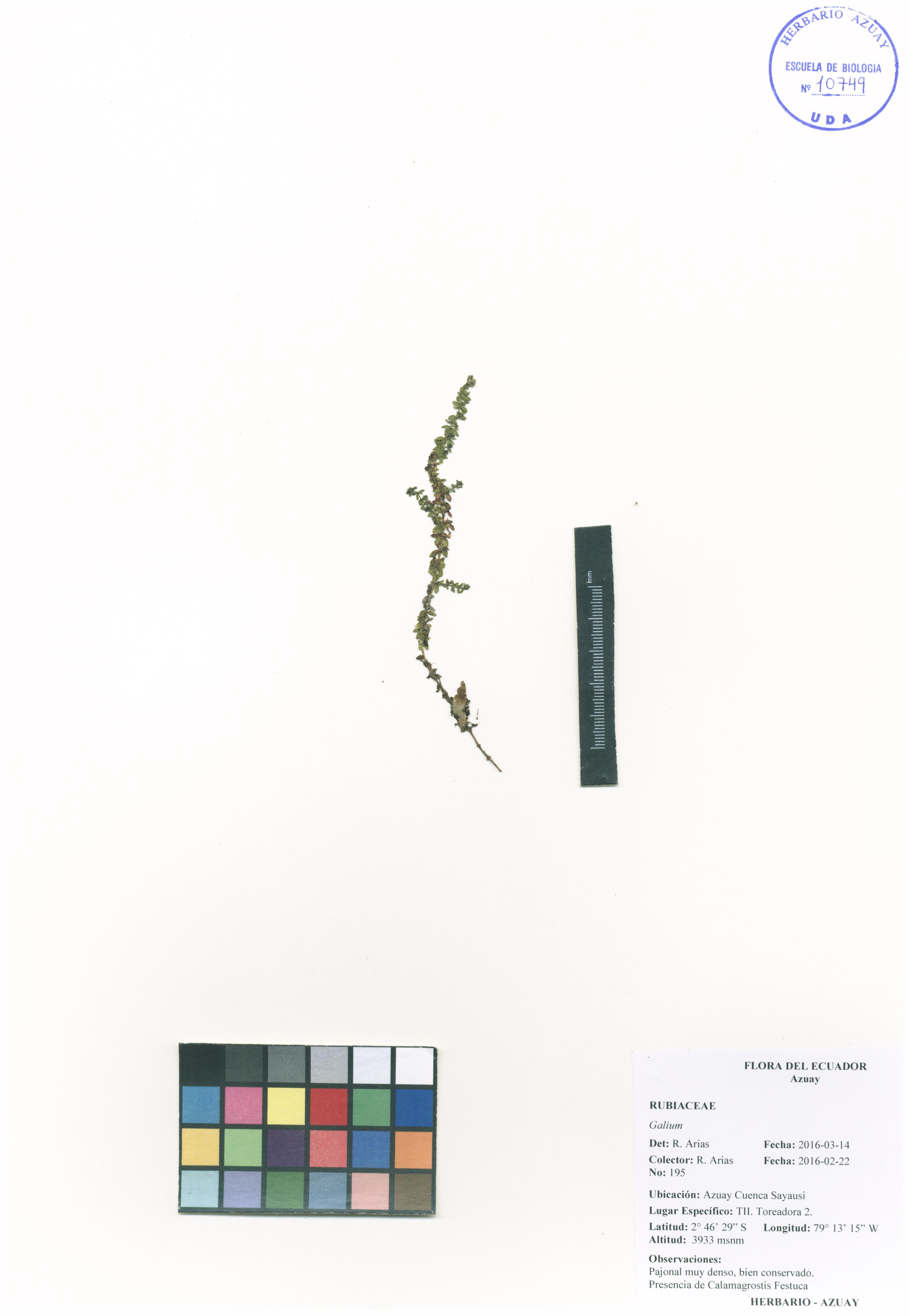 Galium sin determinar sin determinar