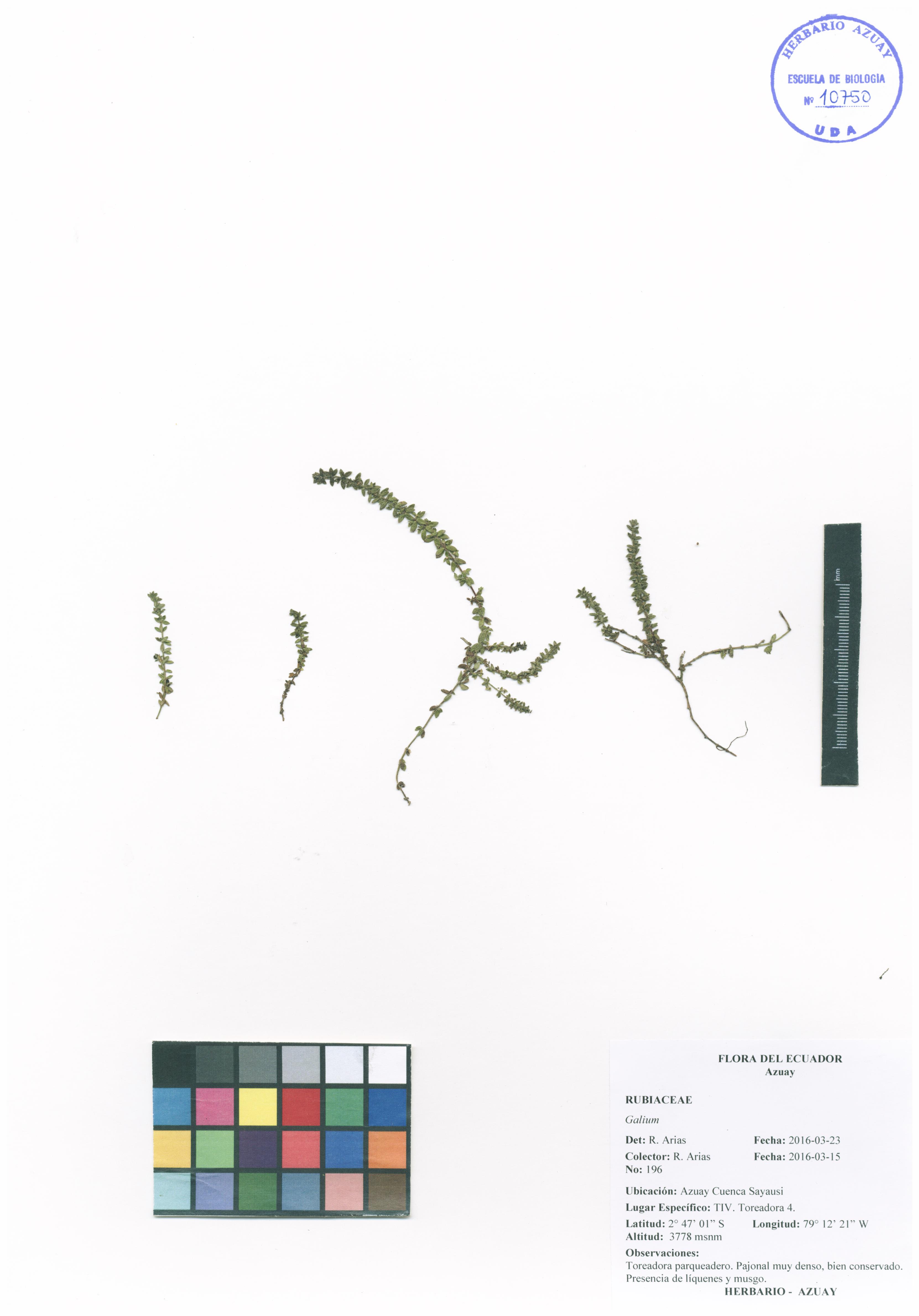 Galium sin determinar sin determinar