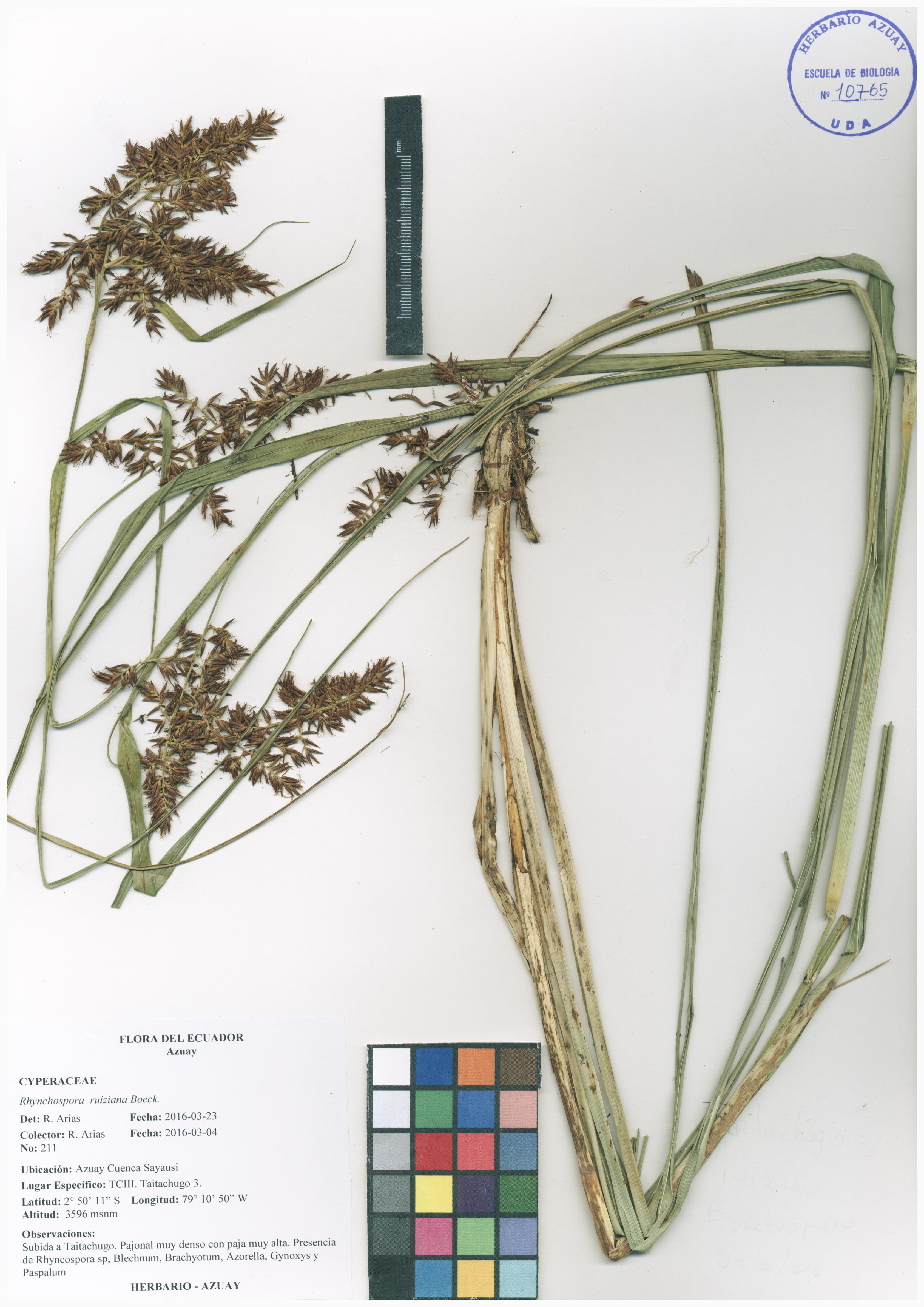Rhynchospora ruiziana Boeck.