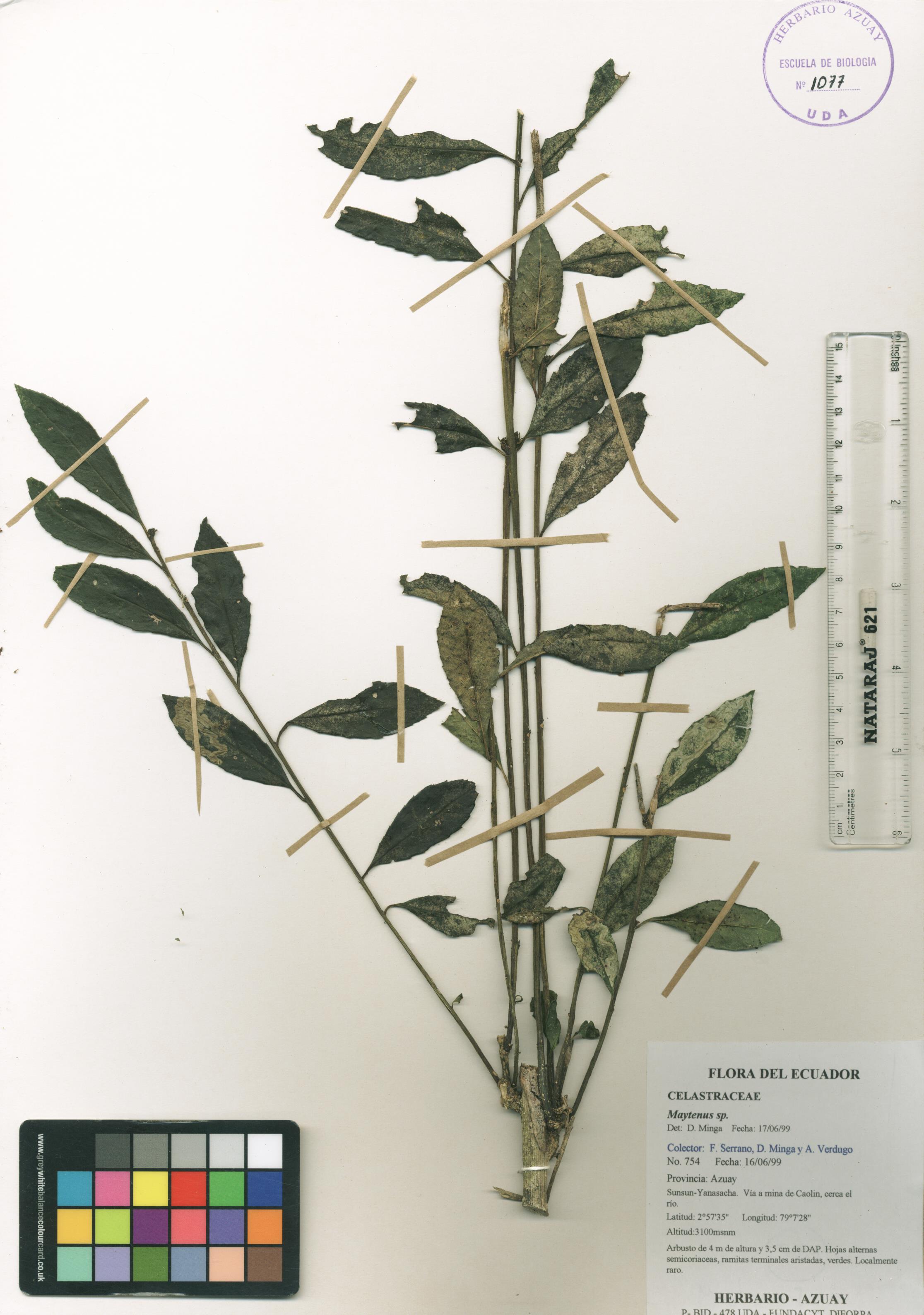 Maytenus sp. SIN DETERMINAR