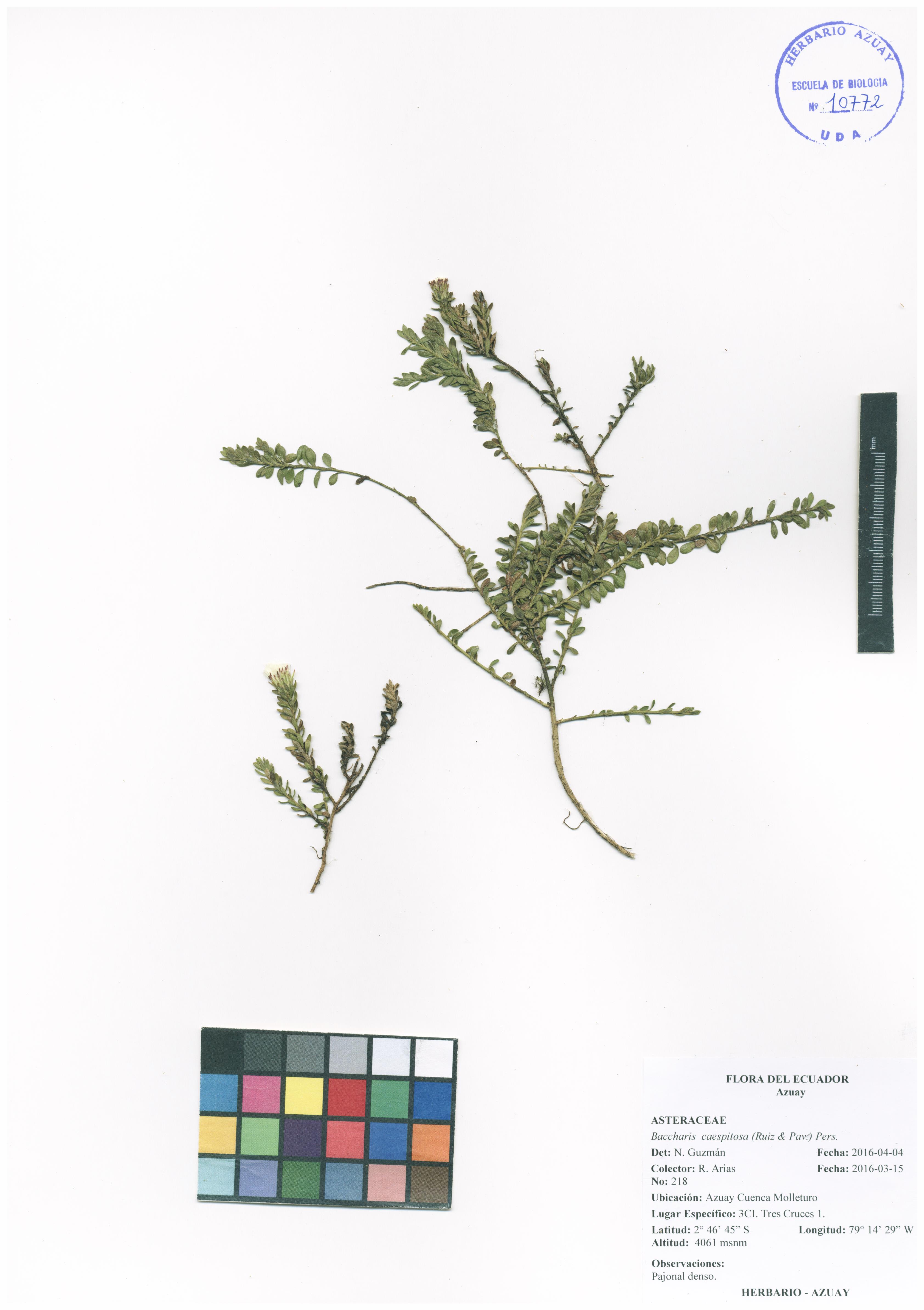 Baccharis caespitosa (Ruiz & Pav.) Pers.