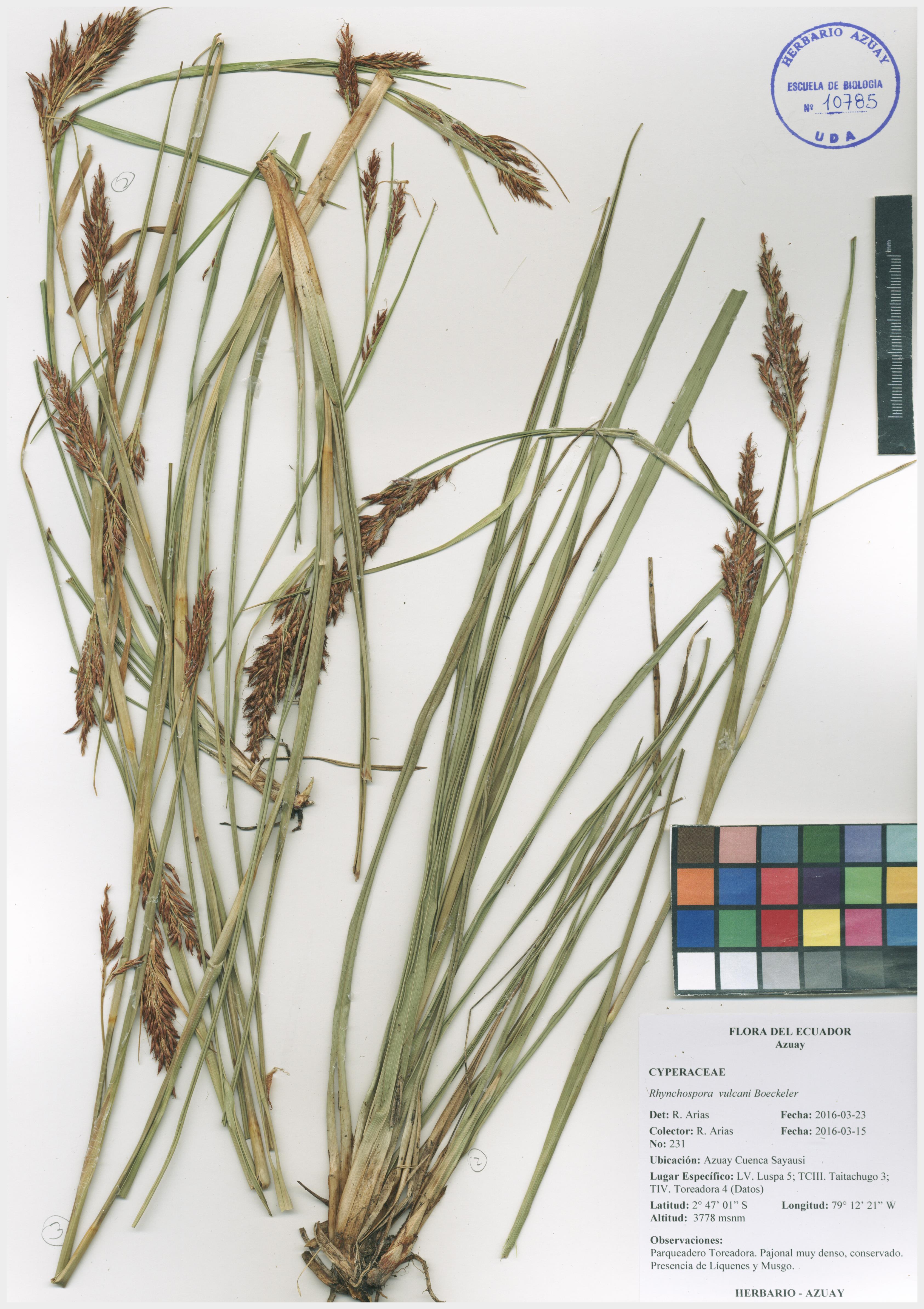 Rhynchospora vulcani Boeckeler