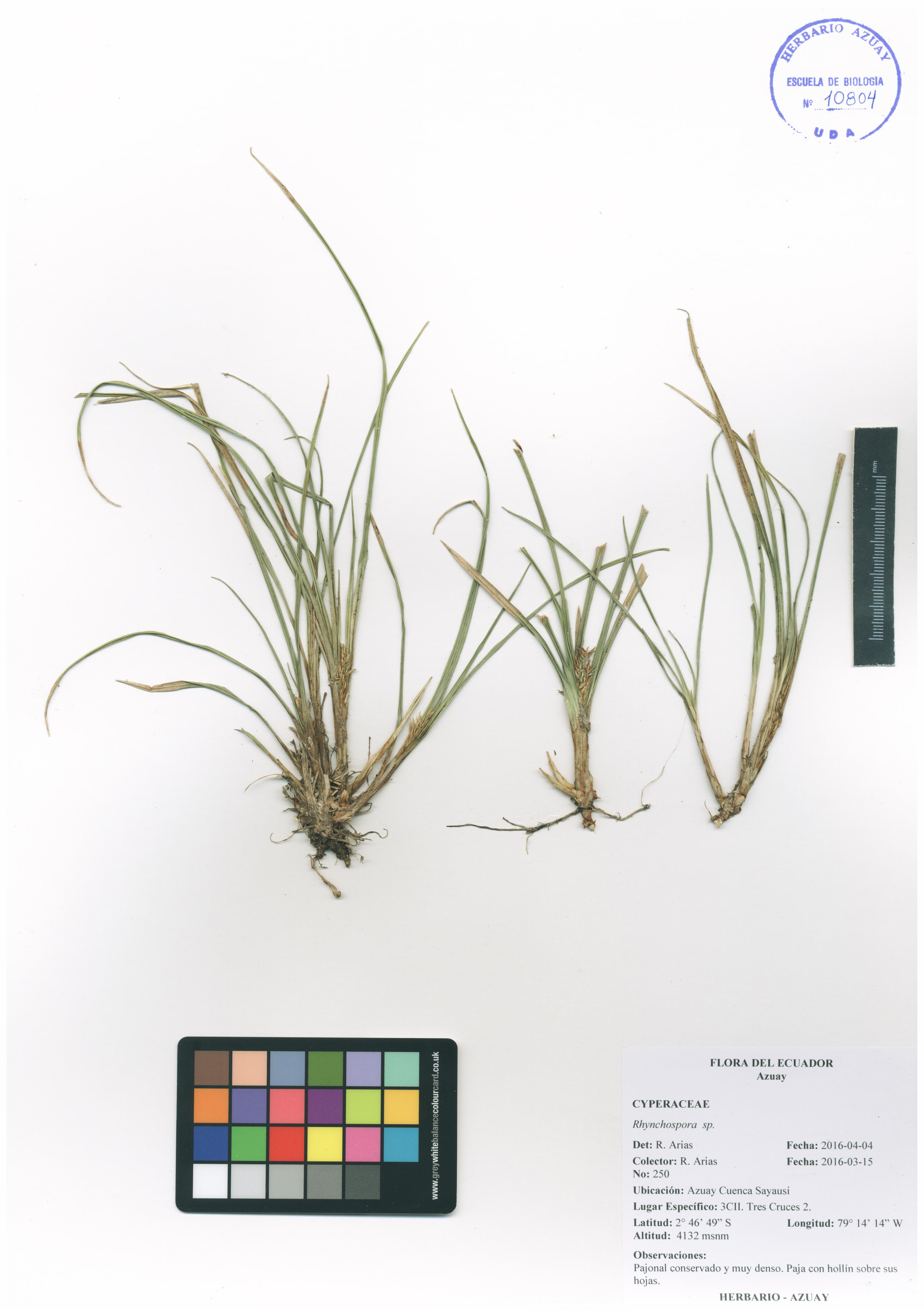 Rhynchospora sp. SIN DETERMINAR