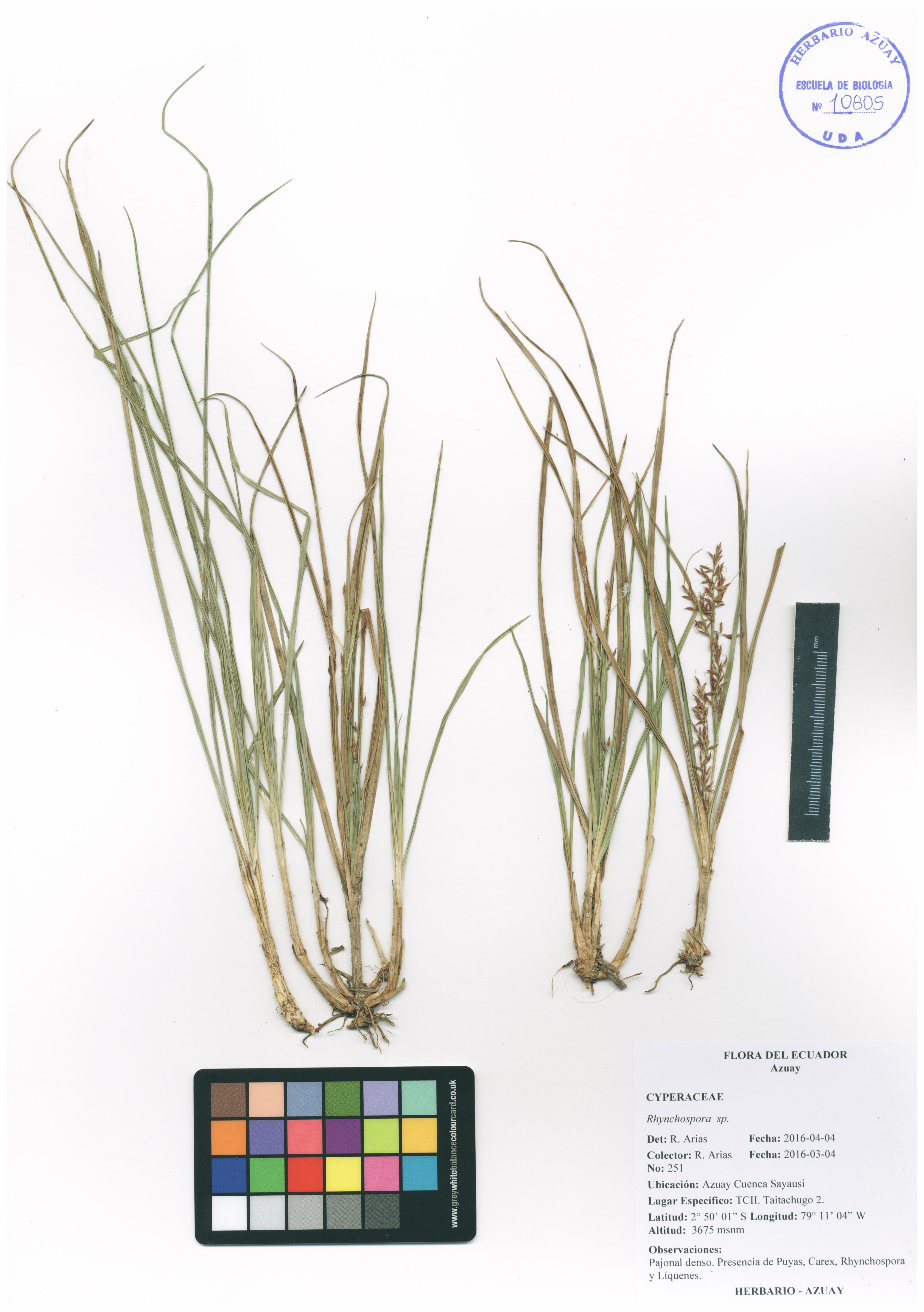 Rhynchospora sp. SIN DETERMINAR