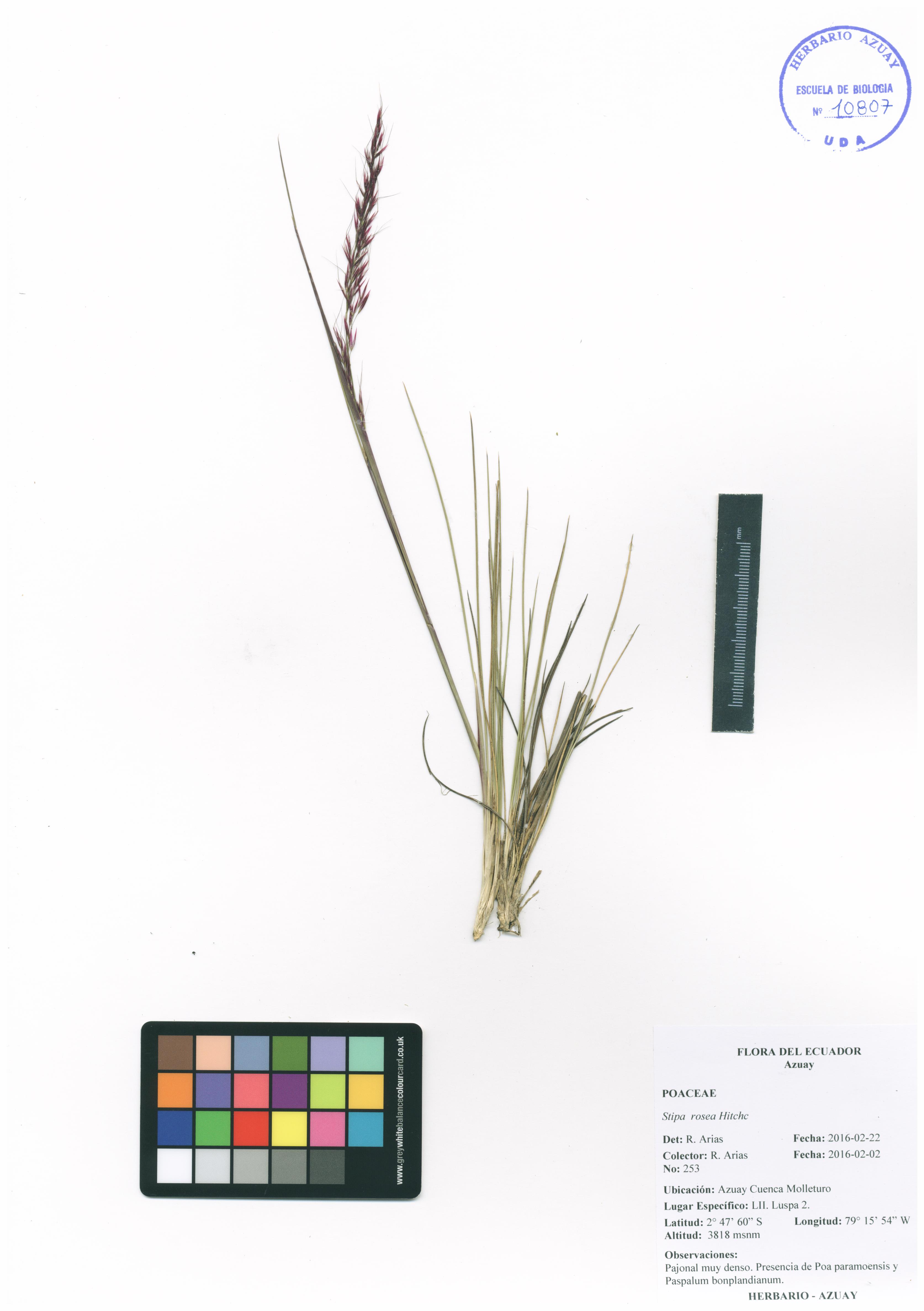 Stipa rosea Hitchc