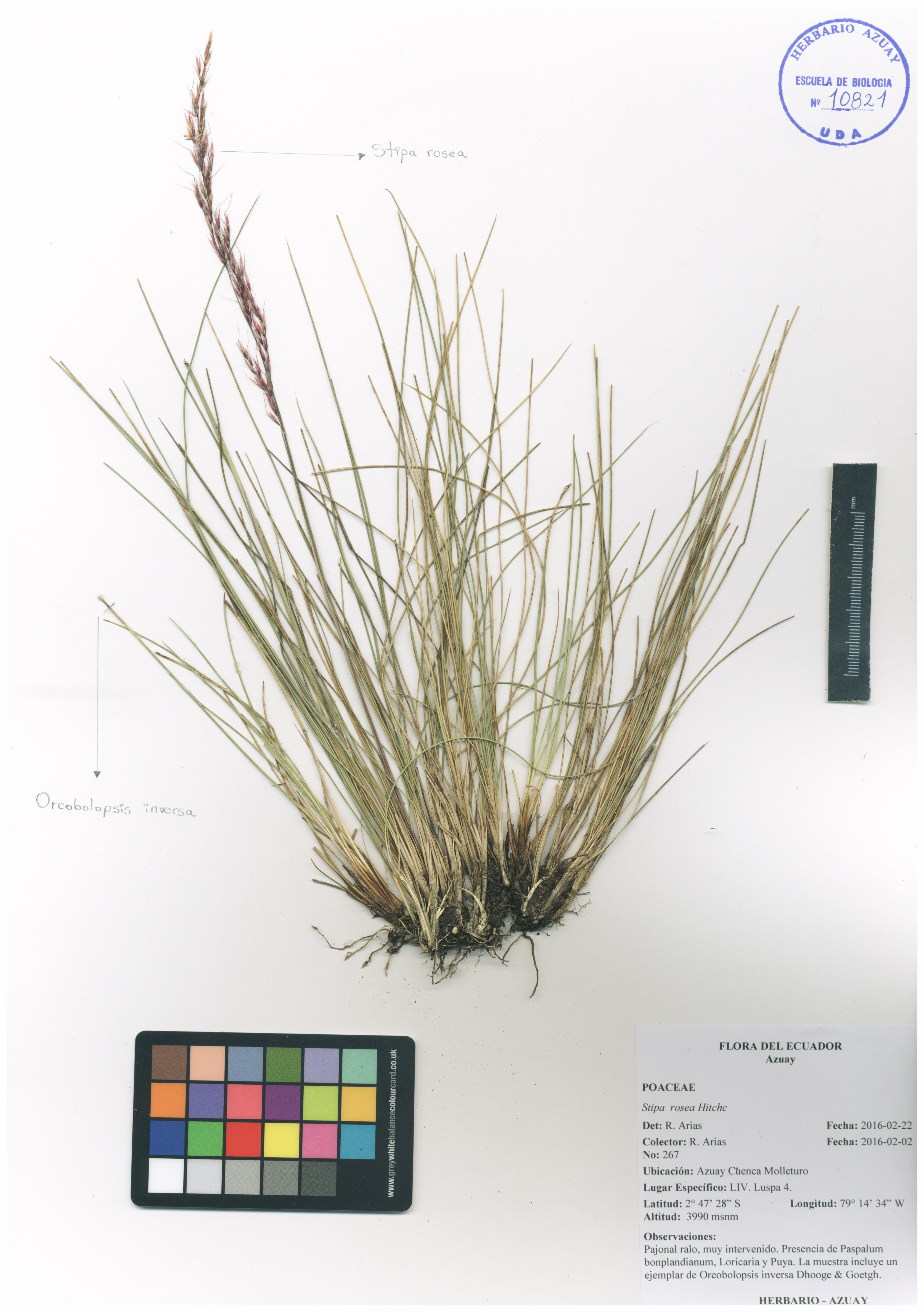 Stipa rosea Hitchc