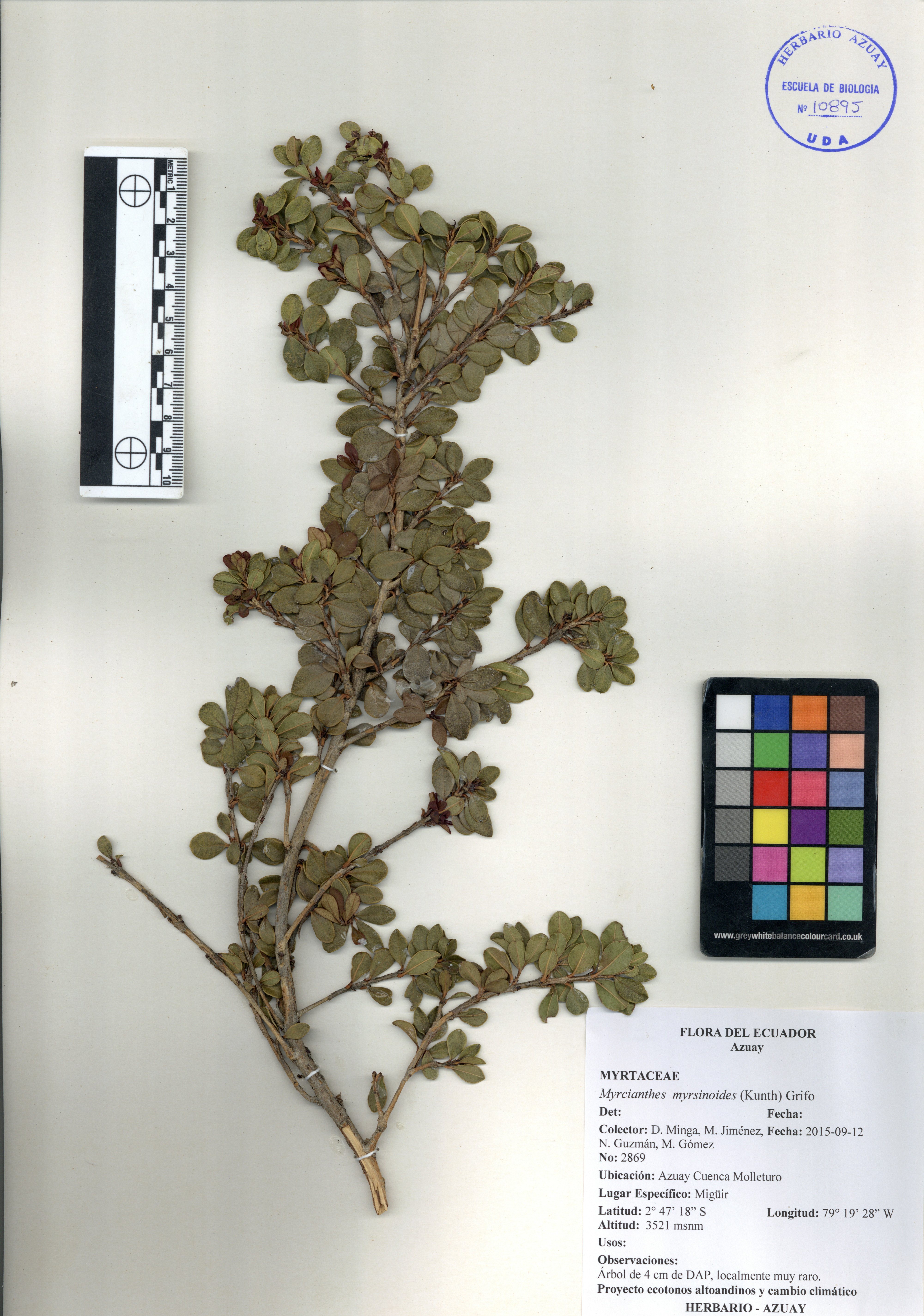 Myrcianthes myrsinoides (Kunth) Grifo