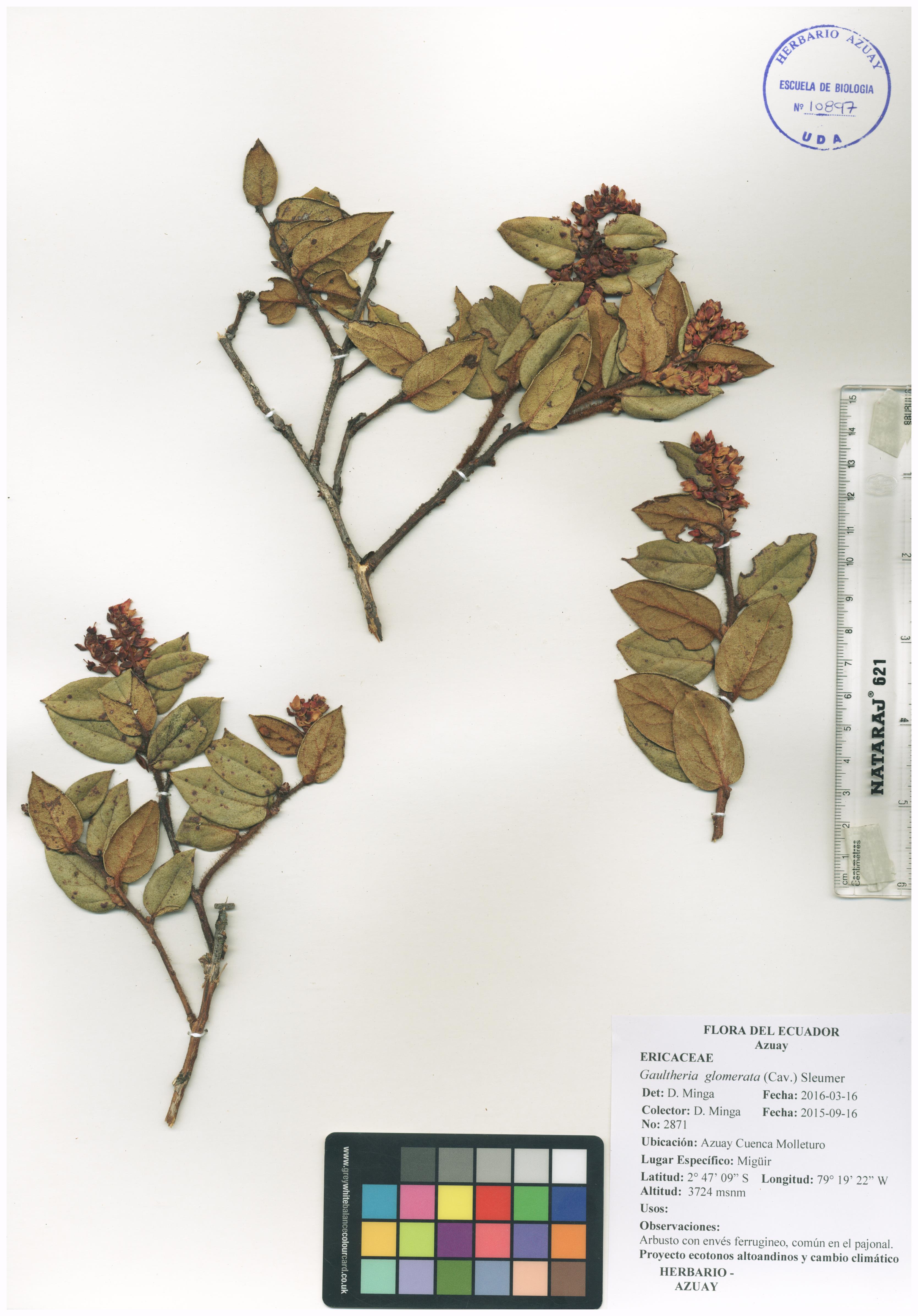 Gaultheria glomerata (Cav.) Sleumer