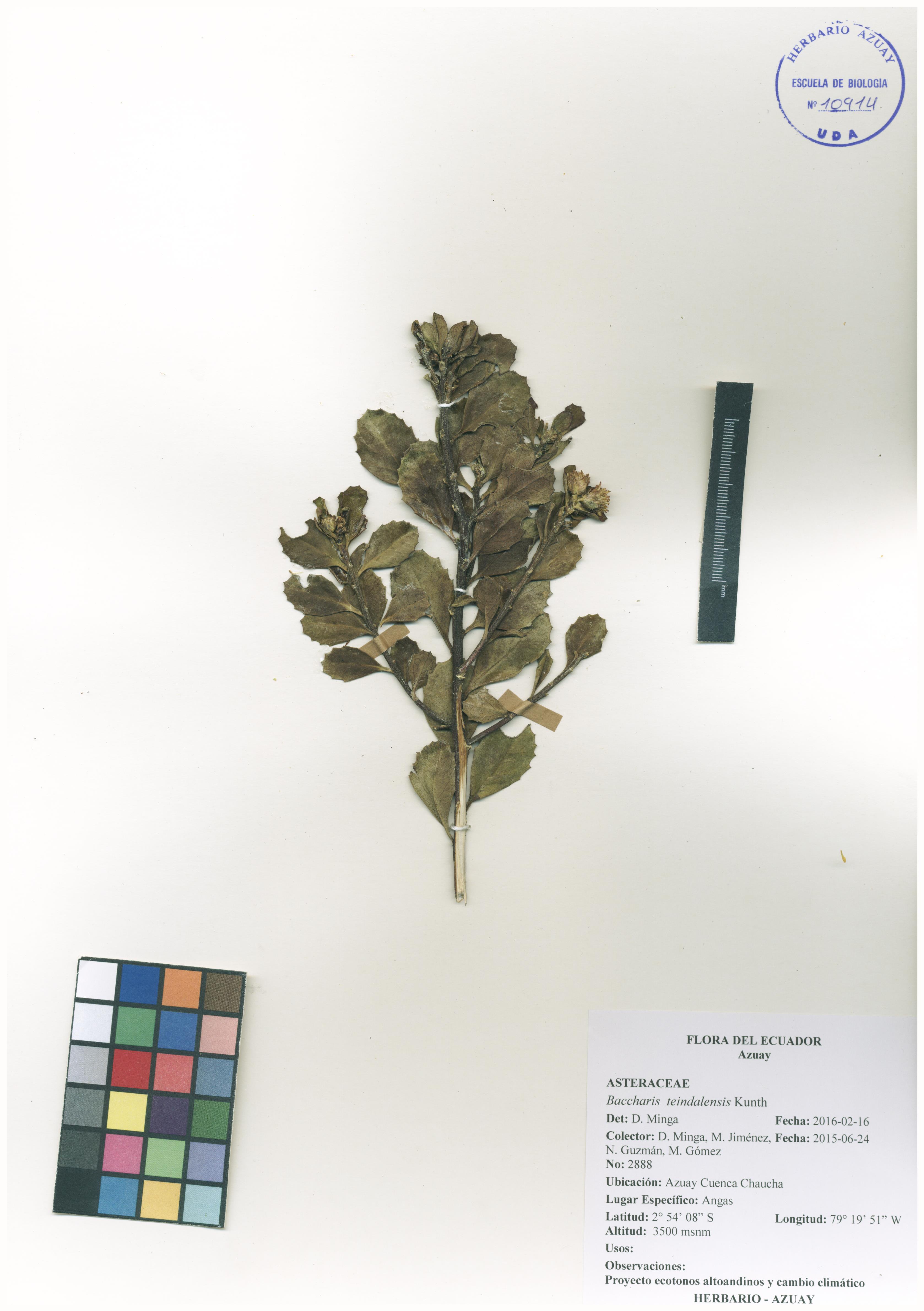 Baccharis teindalensis Kunth