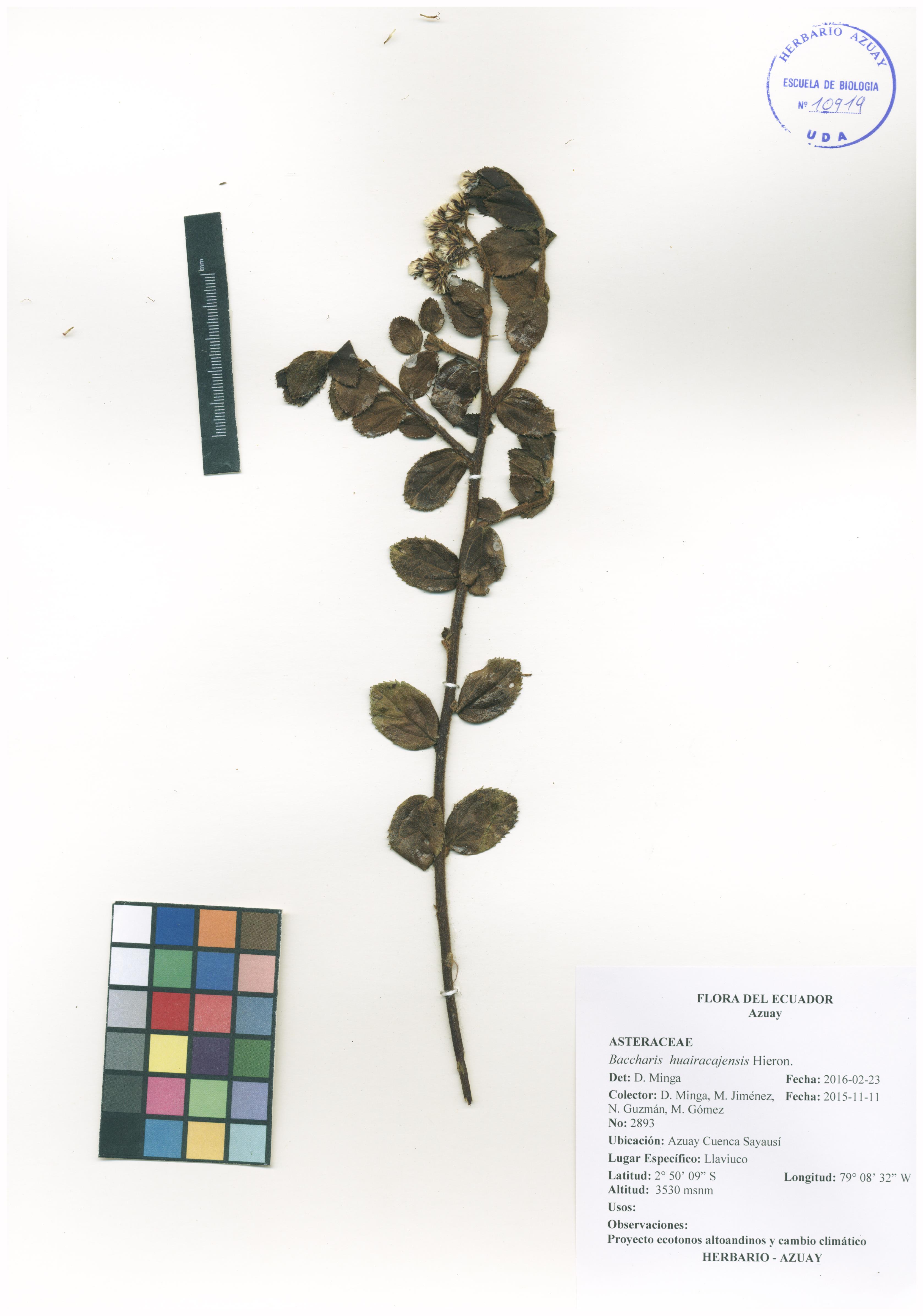 Baccharis huairacajensis Hieron.