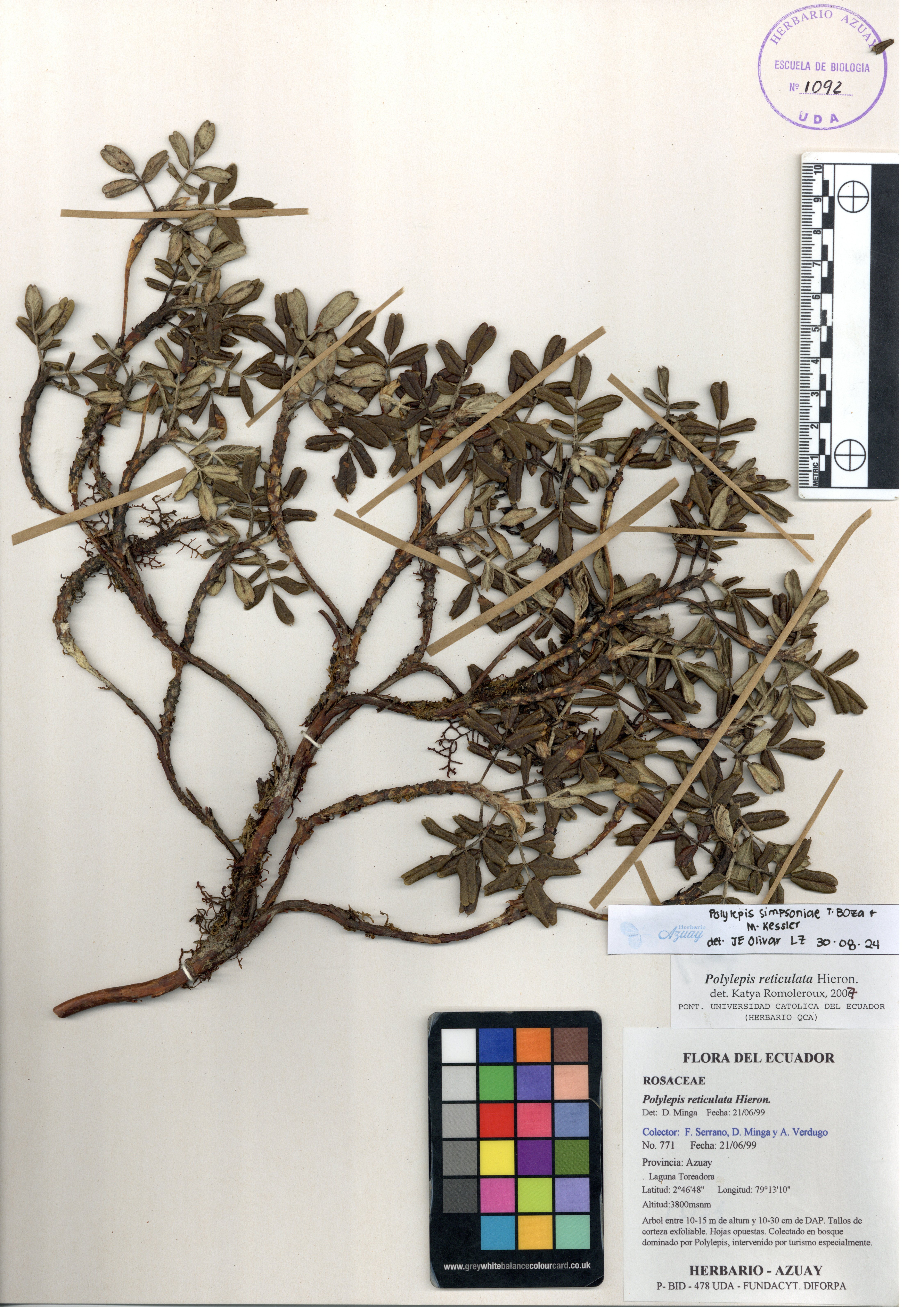 Polylepis simpsoniae T. Boza & M. Kessler