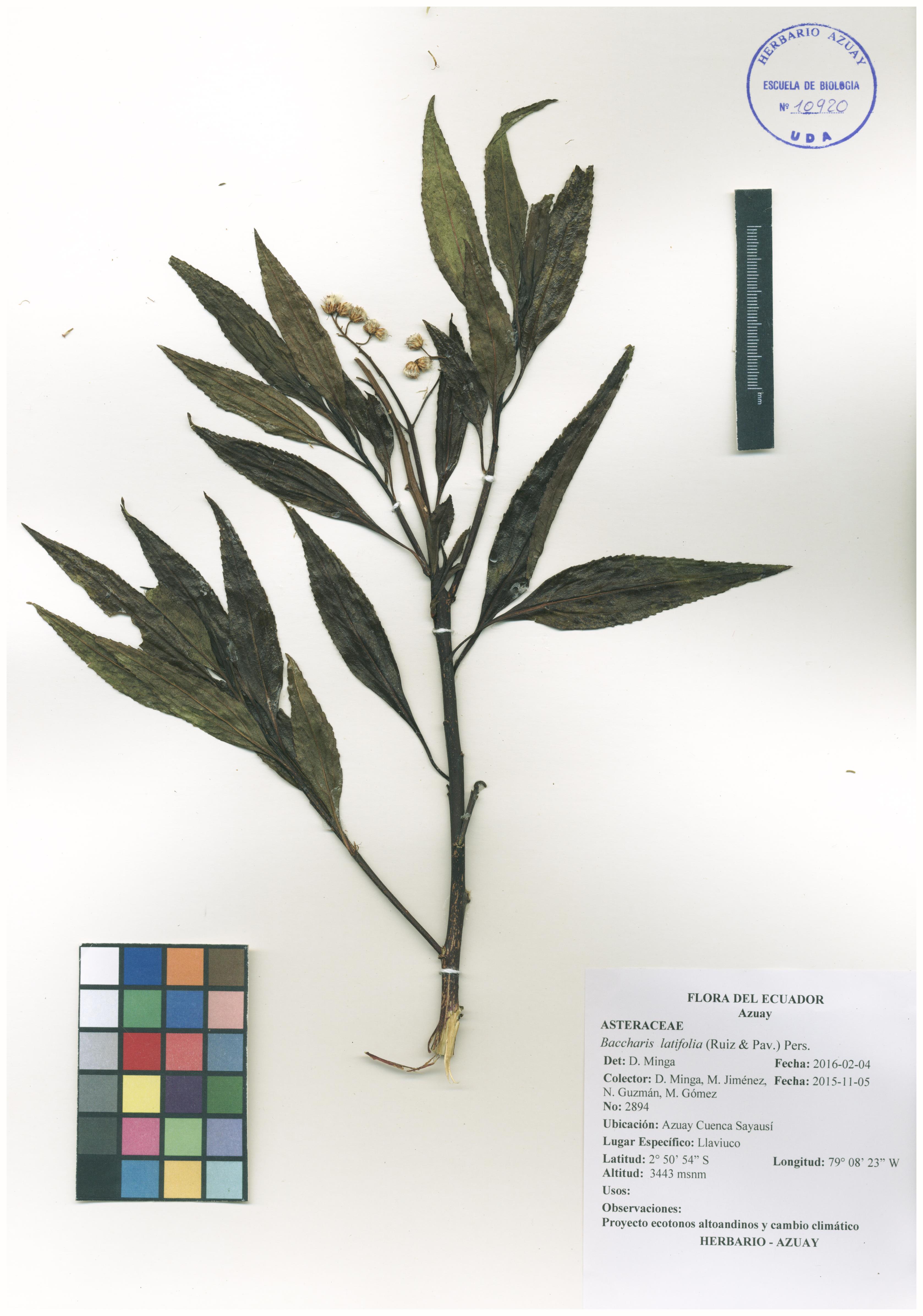 Baccharis latifolia (Ruiz & Pav.) Pers.