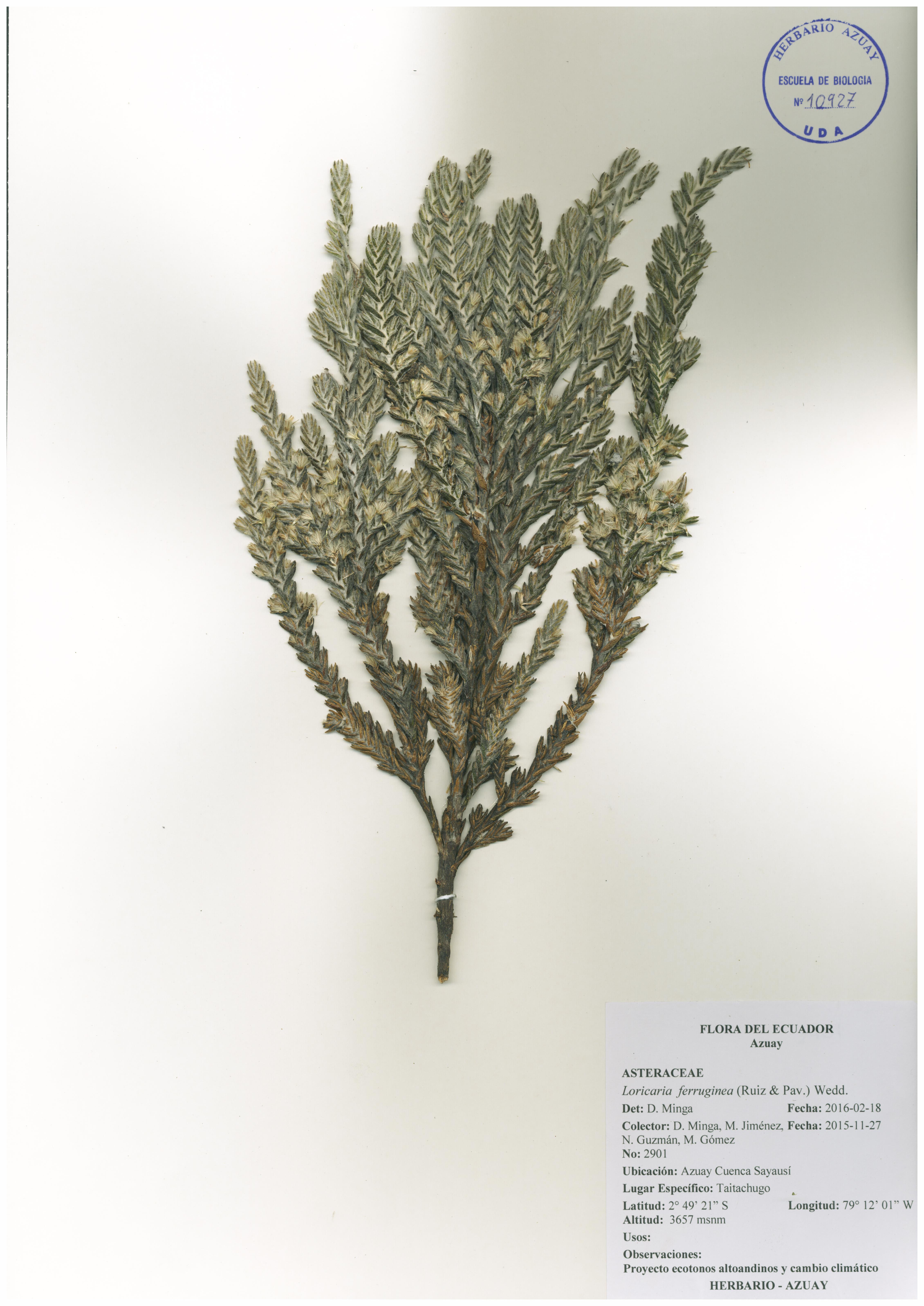 Loricaria ferruginea (Ruiz & Pav.) Wedd.