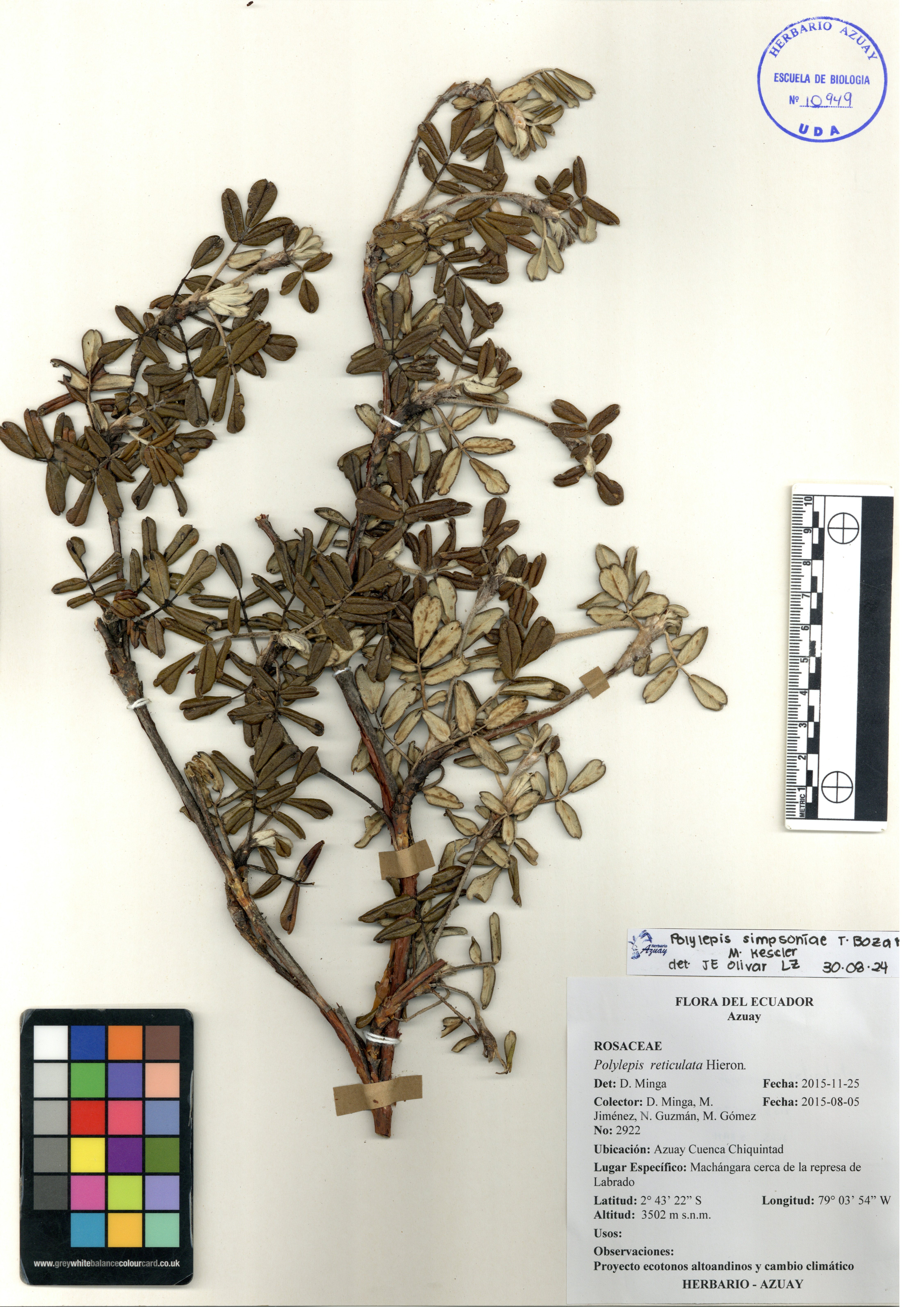 Polylepis simpsoniae T. Boza & M. Kessler