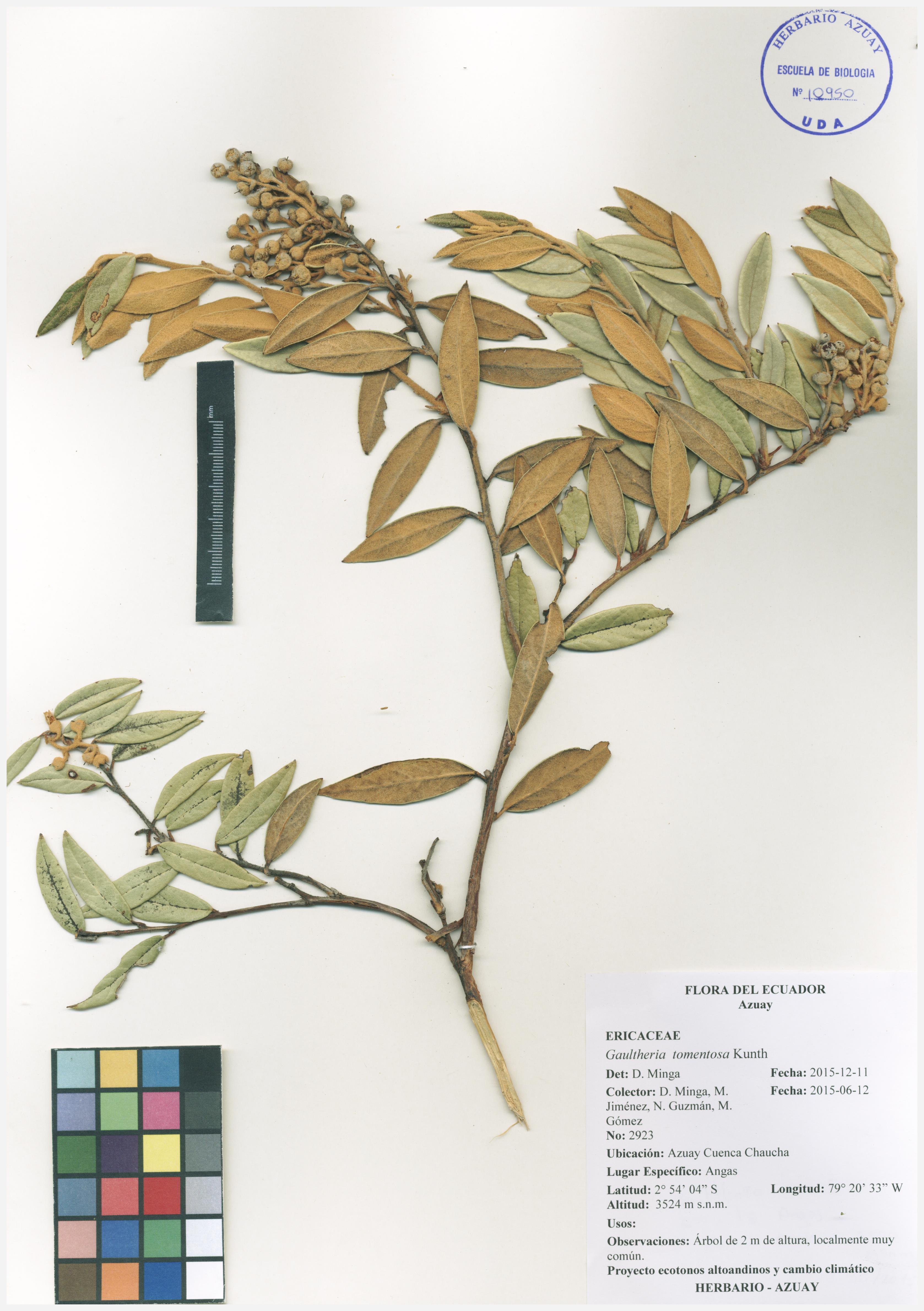 Gaultheria tomentosa Kunth