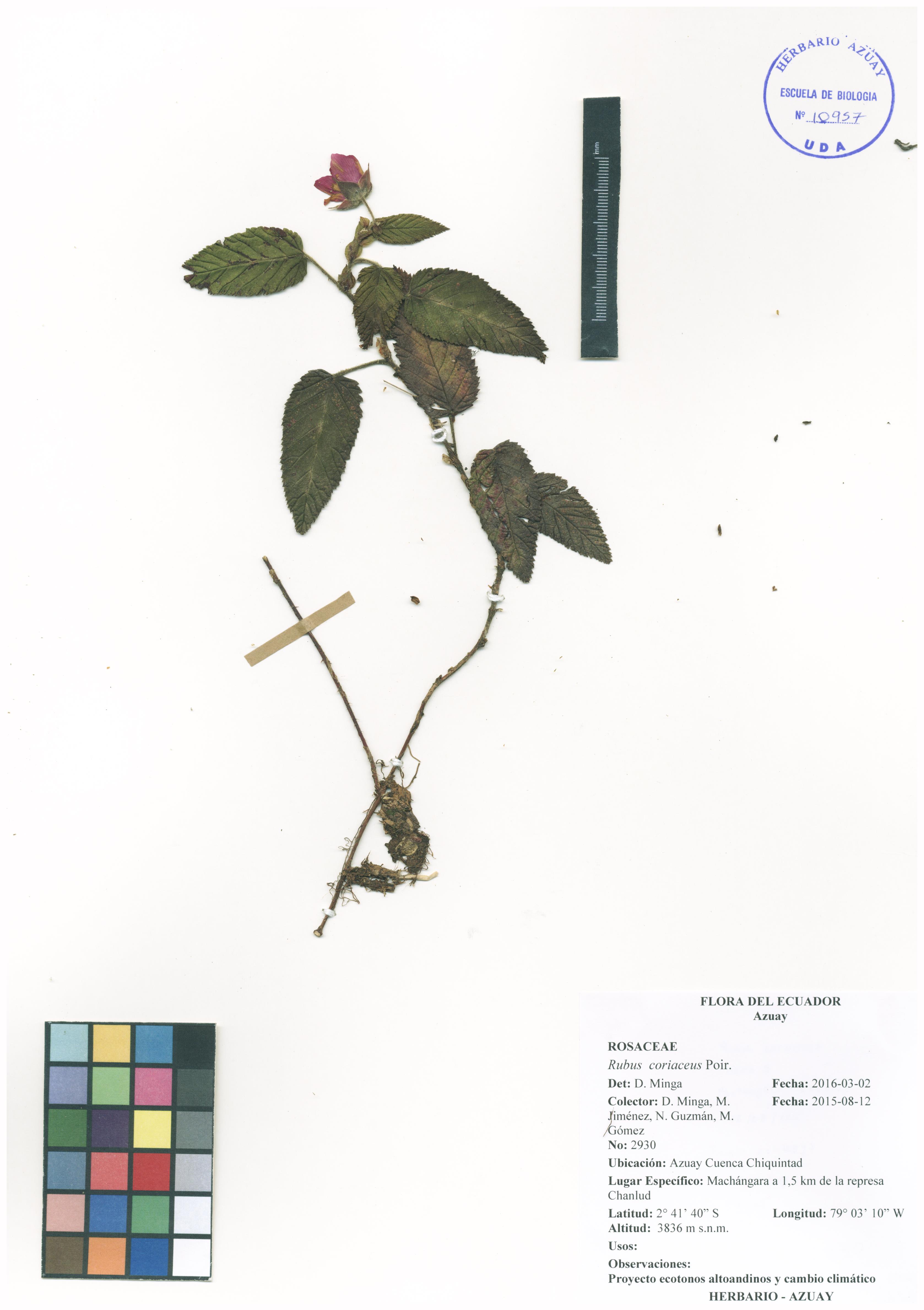 Rubus coriaceus Poir.