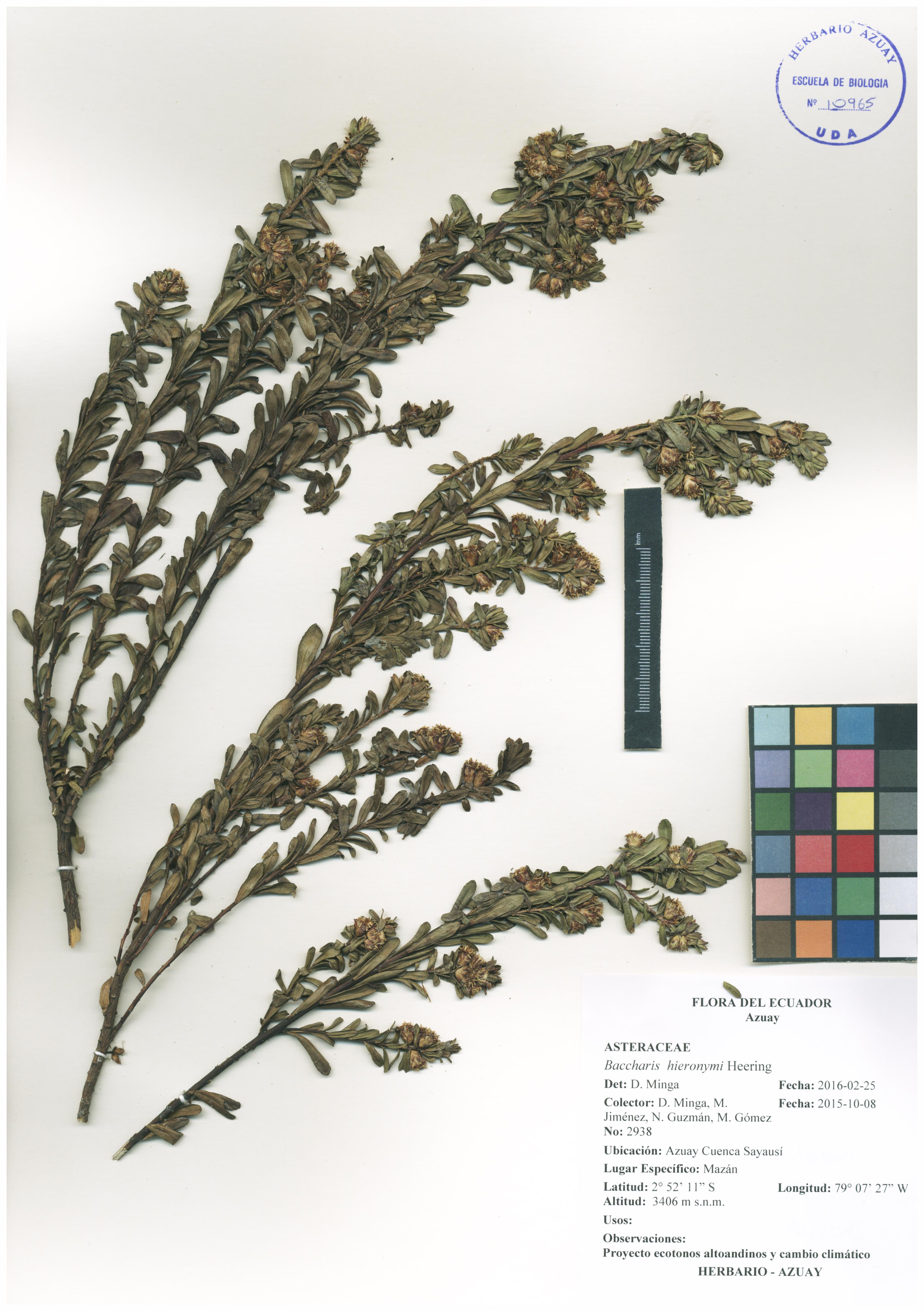 Baccharis hieronymi Heering