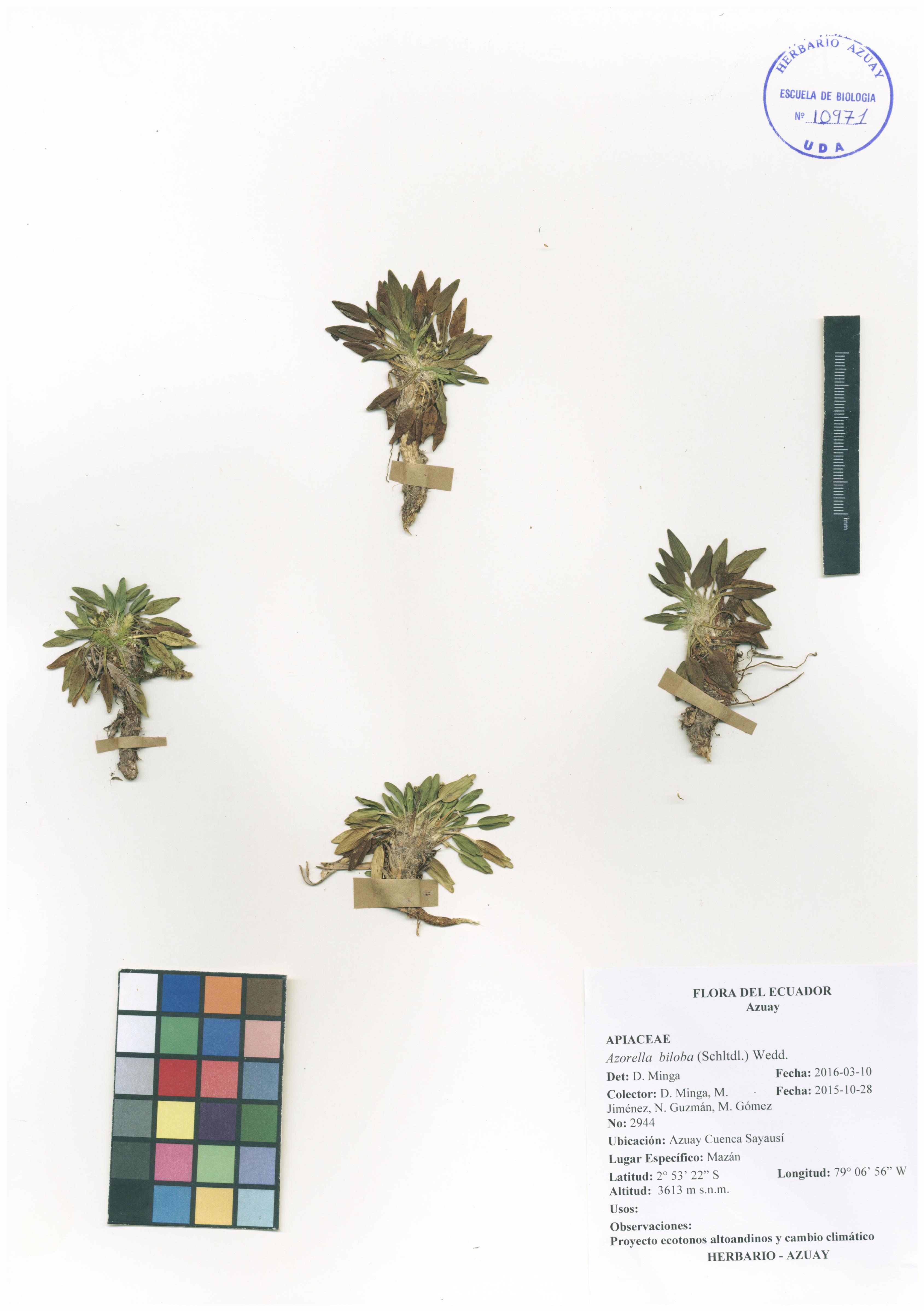 Azorella biloba (Schltdl.) Wedd.