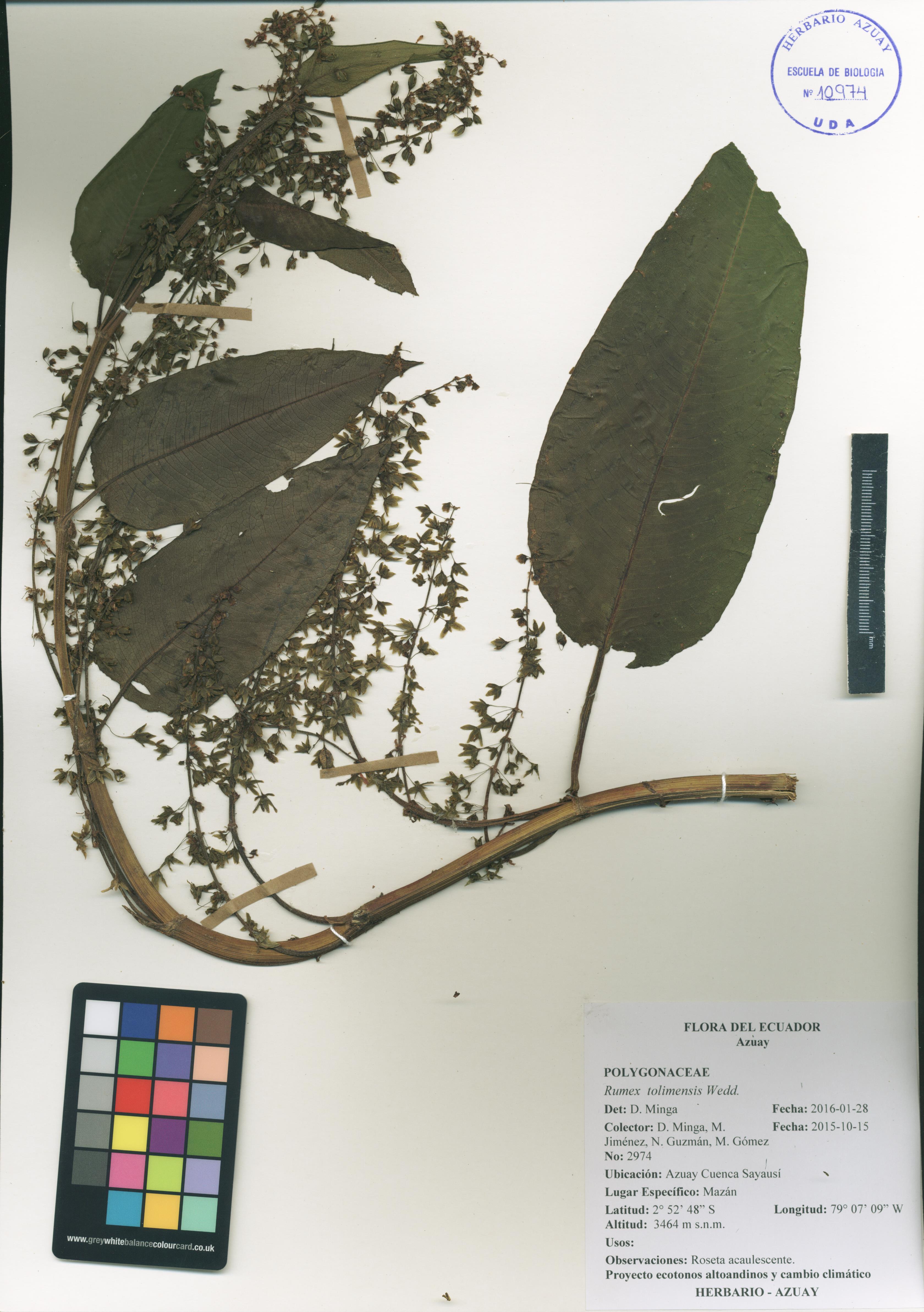 Rumex tolimensis Wedd.