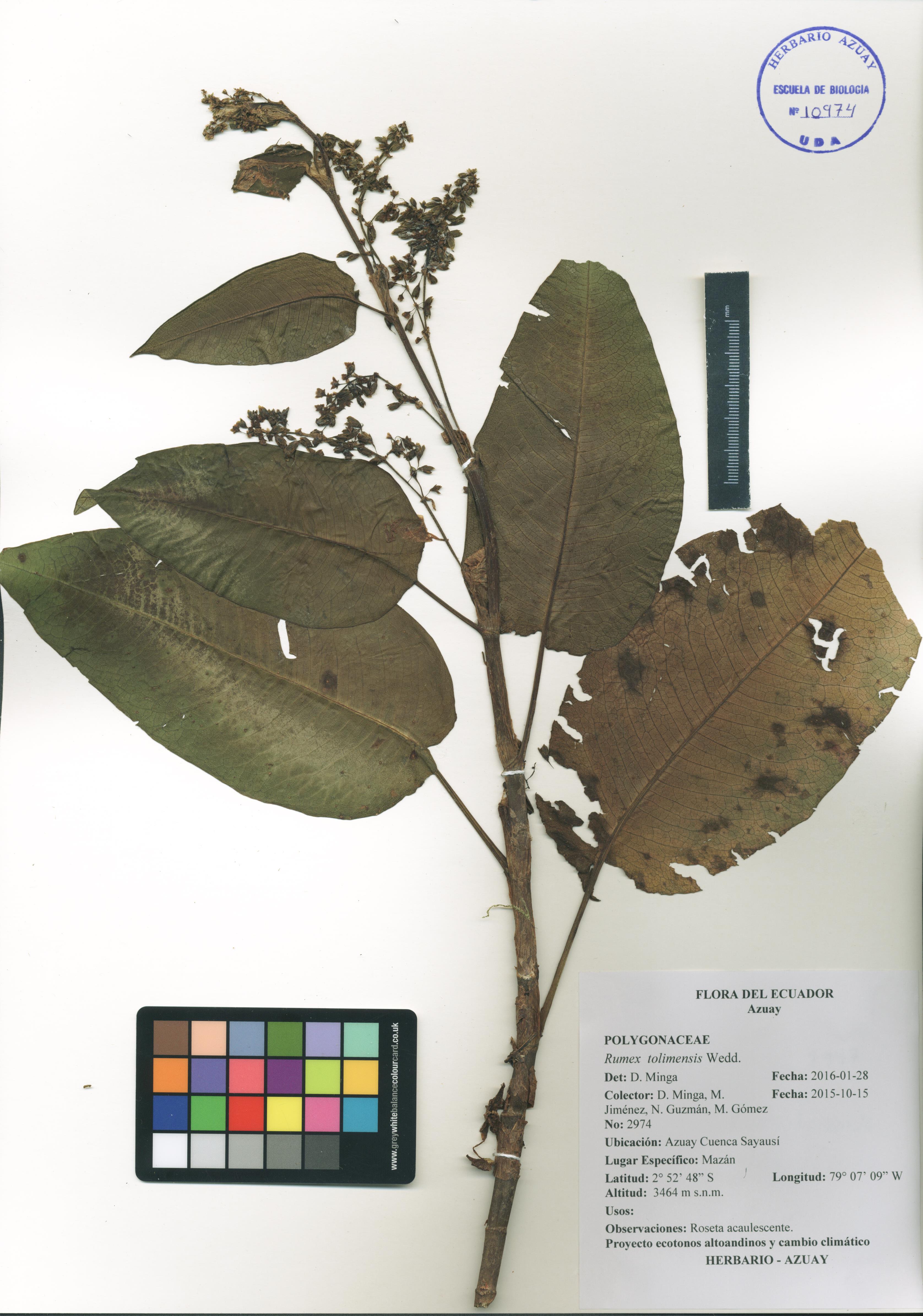 Rumex tolimensis Wedd.