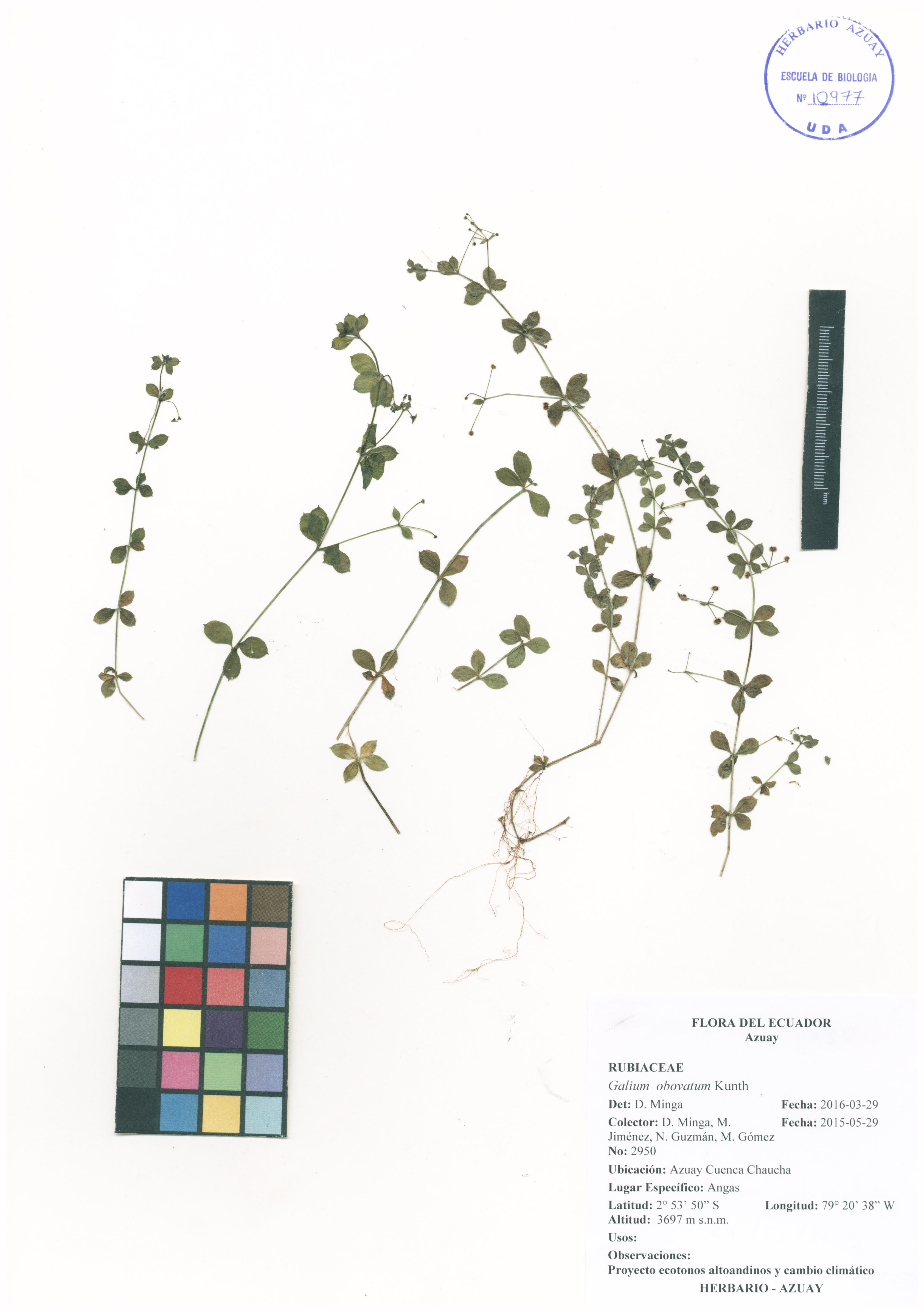 Galium obovatum Kunth