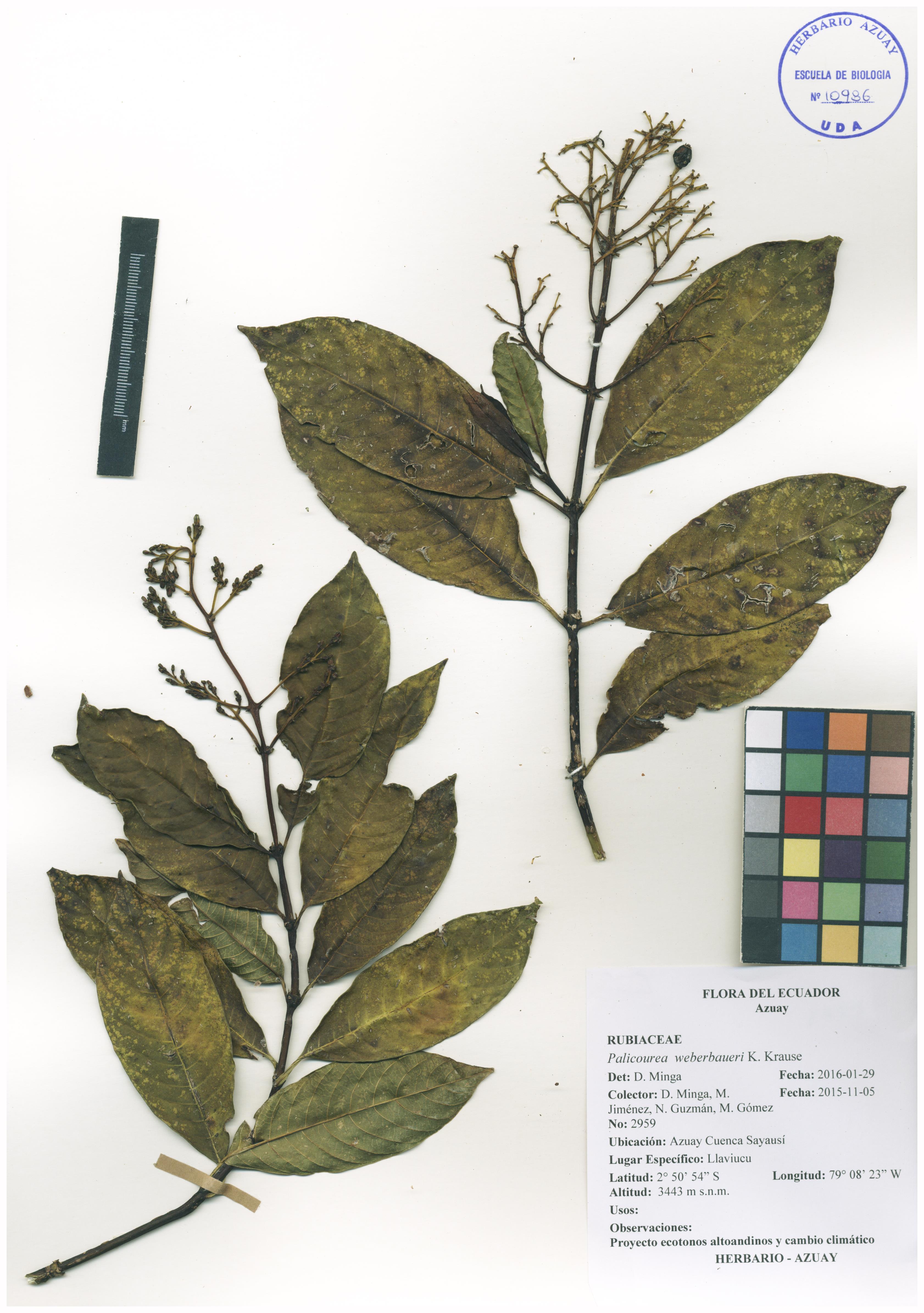 Palicourea weberbaueri K. Krause