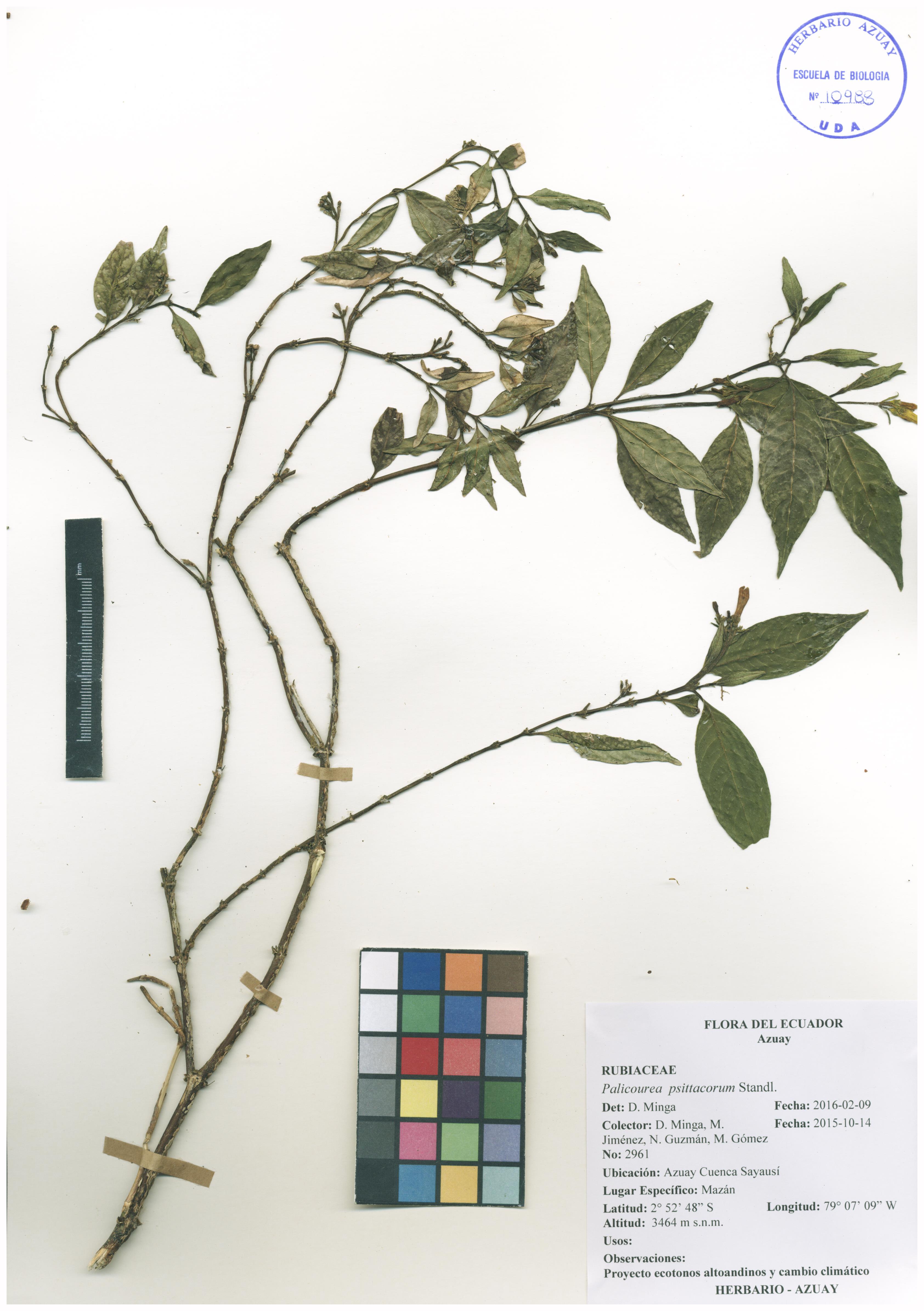 Palicourea psittacorum Standl.