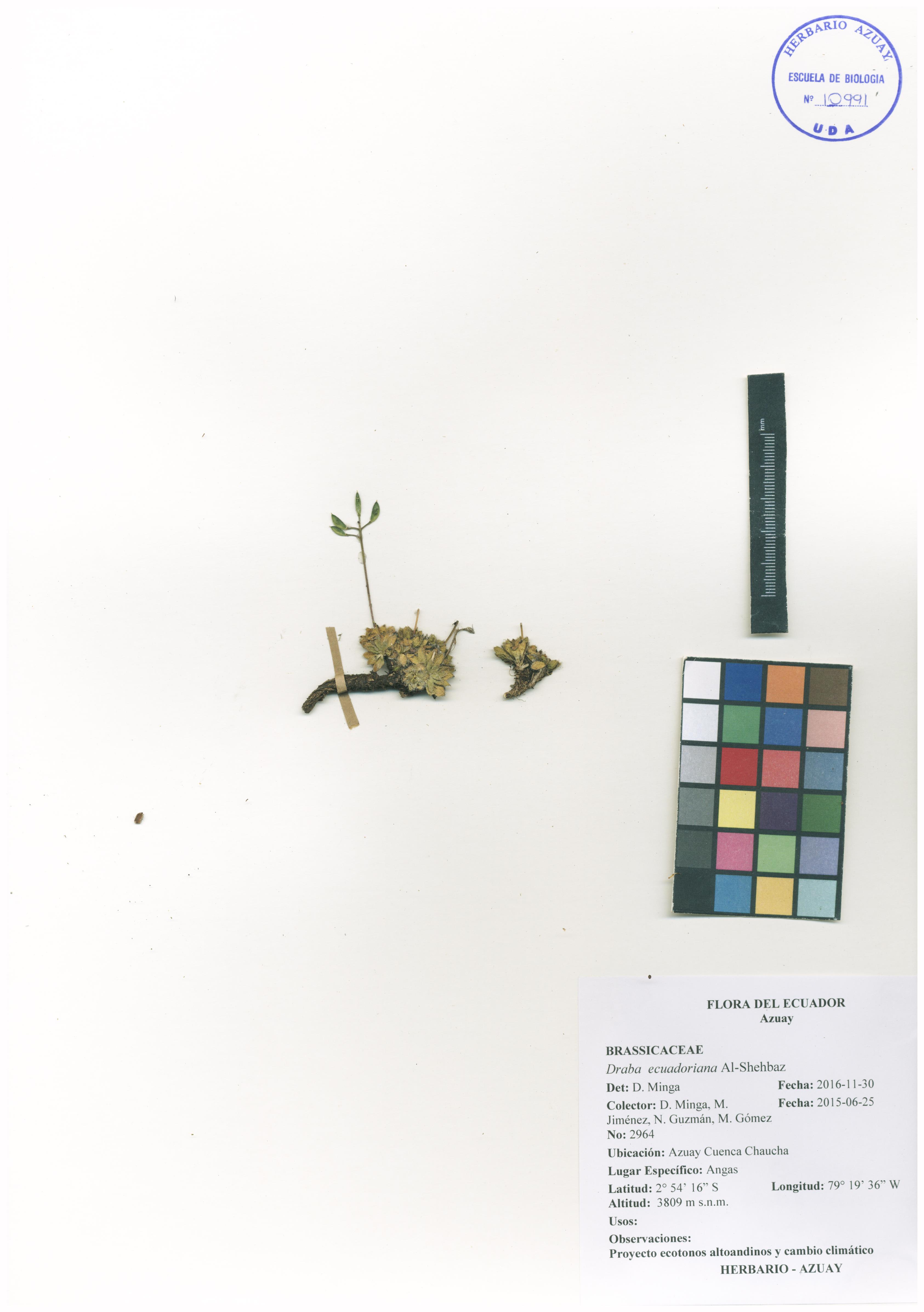 Draba ecuadoriana Al-Shehbaz