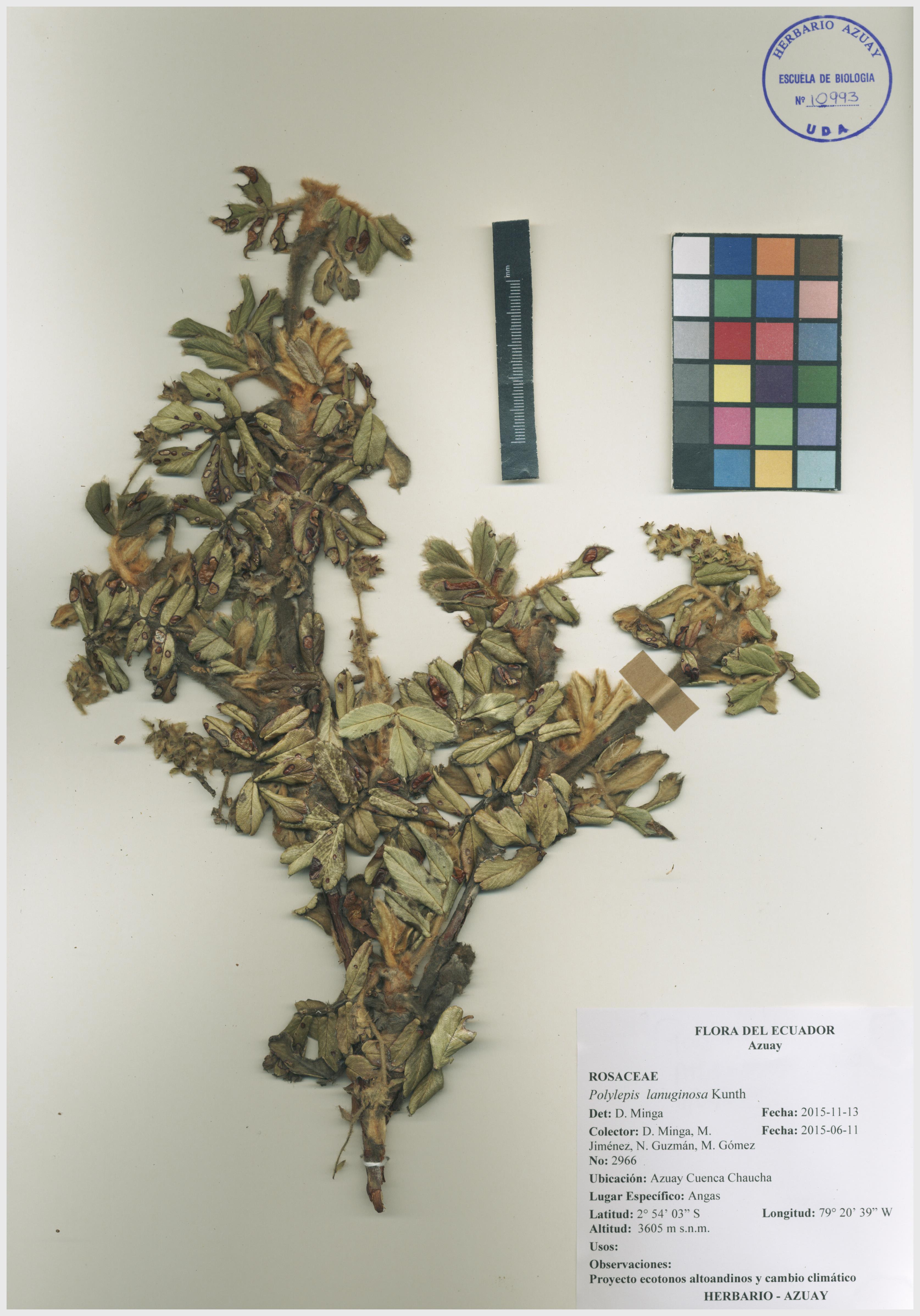 Polylepis lanuginosa Kunth